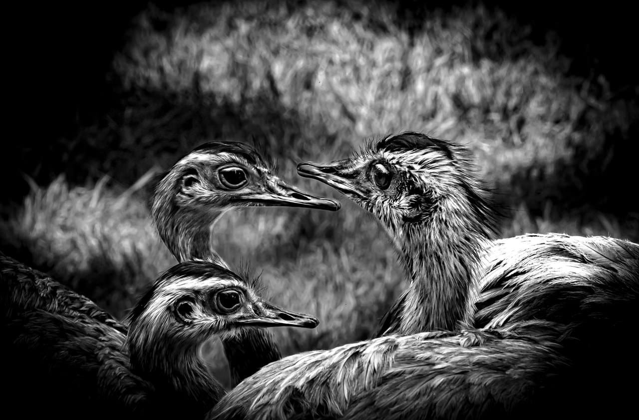 Black-and-white close-up of three large birds with long beaks; two birds on the left face right while a third bird on the right faces them, with blurred foliage in the background.
