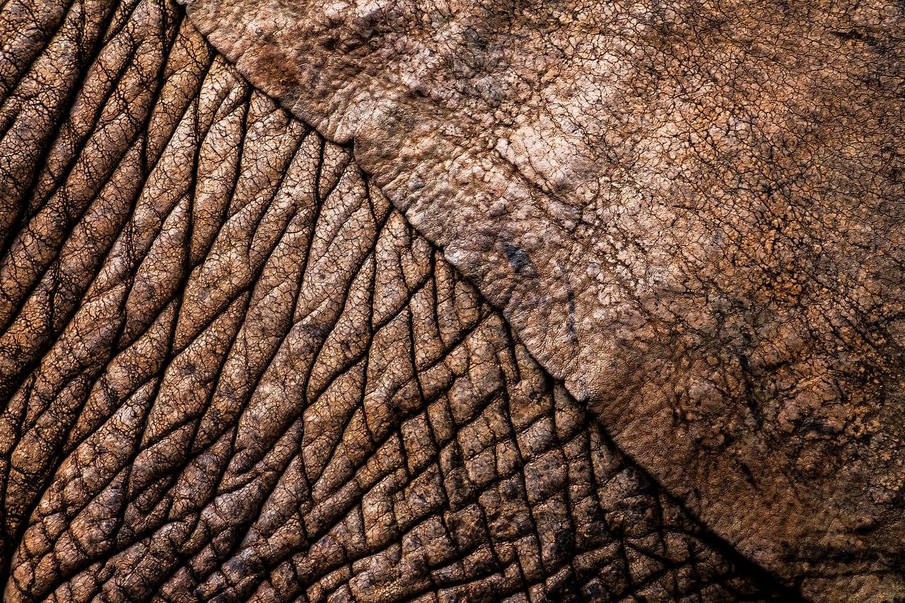 The image shows a close-up of textured, wrinkled skin, which appears to be the skin of an elephant. Elephants have distinctively thick and wrinkled skin, which helps them retain moisture and provides a protective barrier.