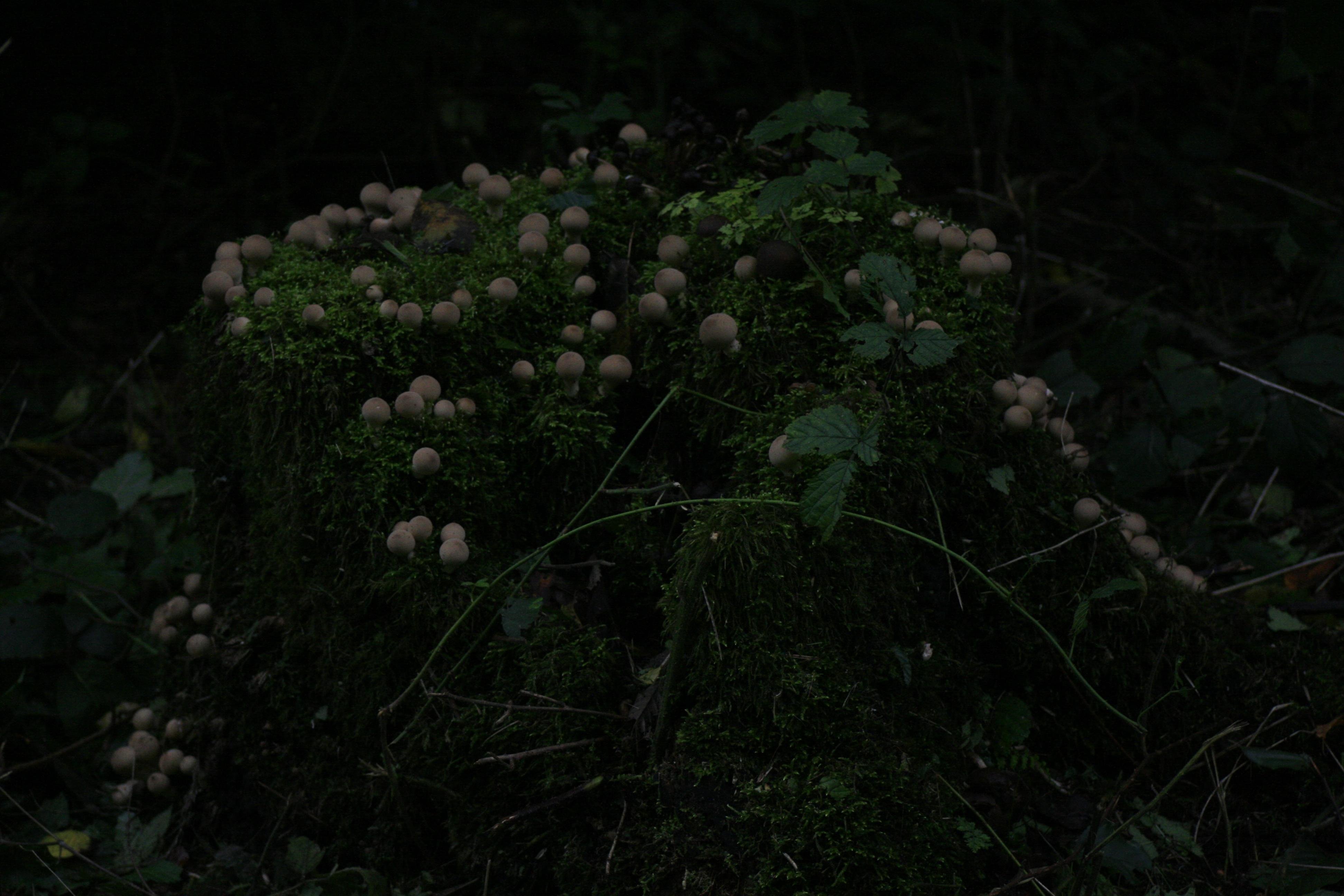 a tree stump overgrown with moss and fungi