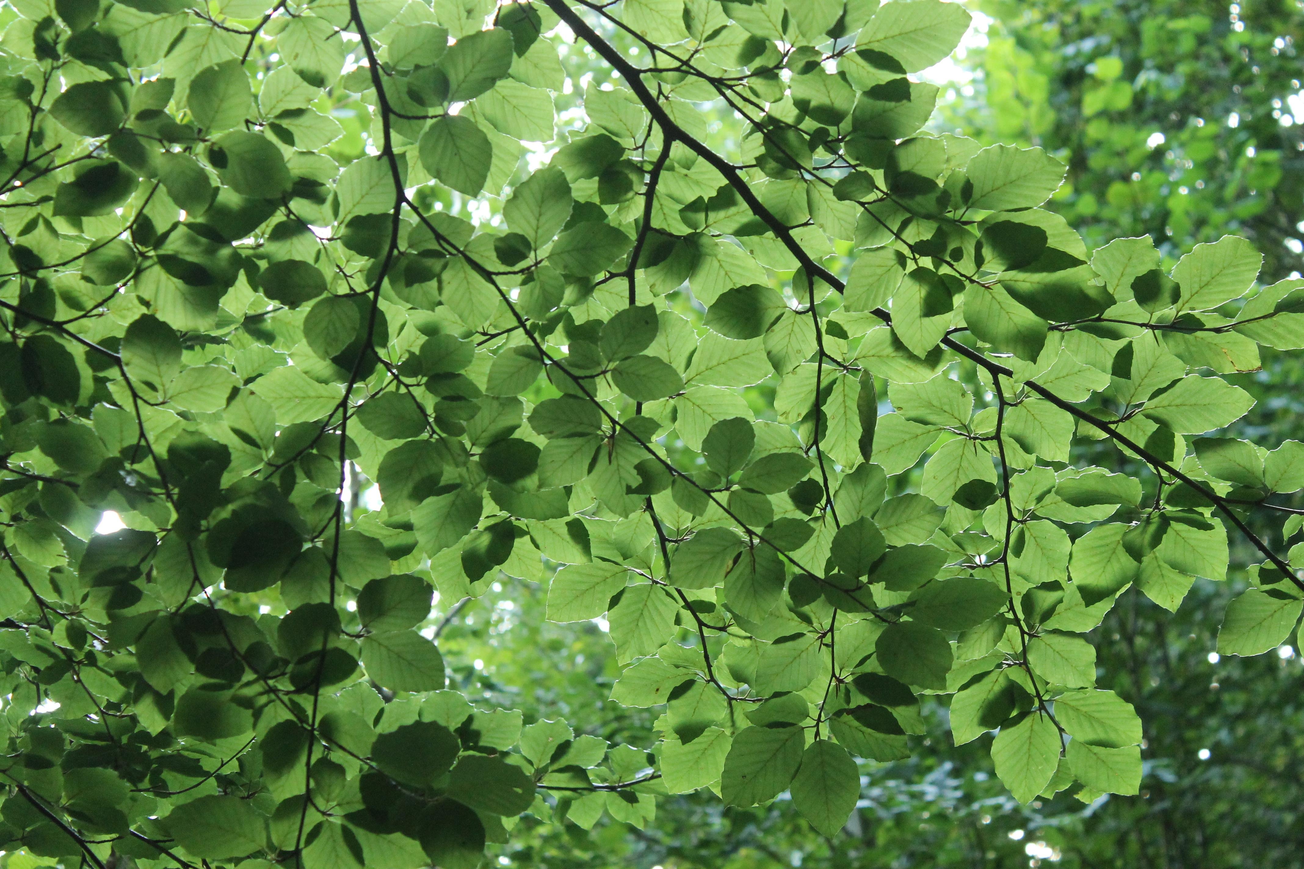 Fotografía de unas hojas sujetas a muchas ramas de un árbol. Les da la luz, de manera que se transparentan y se forman texturas, transparencias y sombras de unas hojas solapadas con otras. De fondo se ven más hojas.