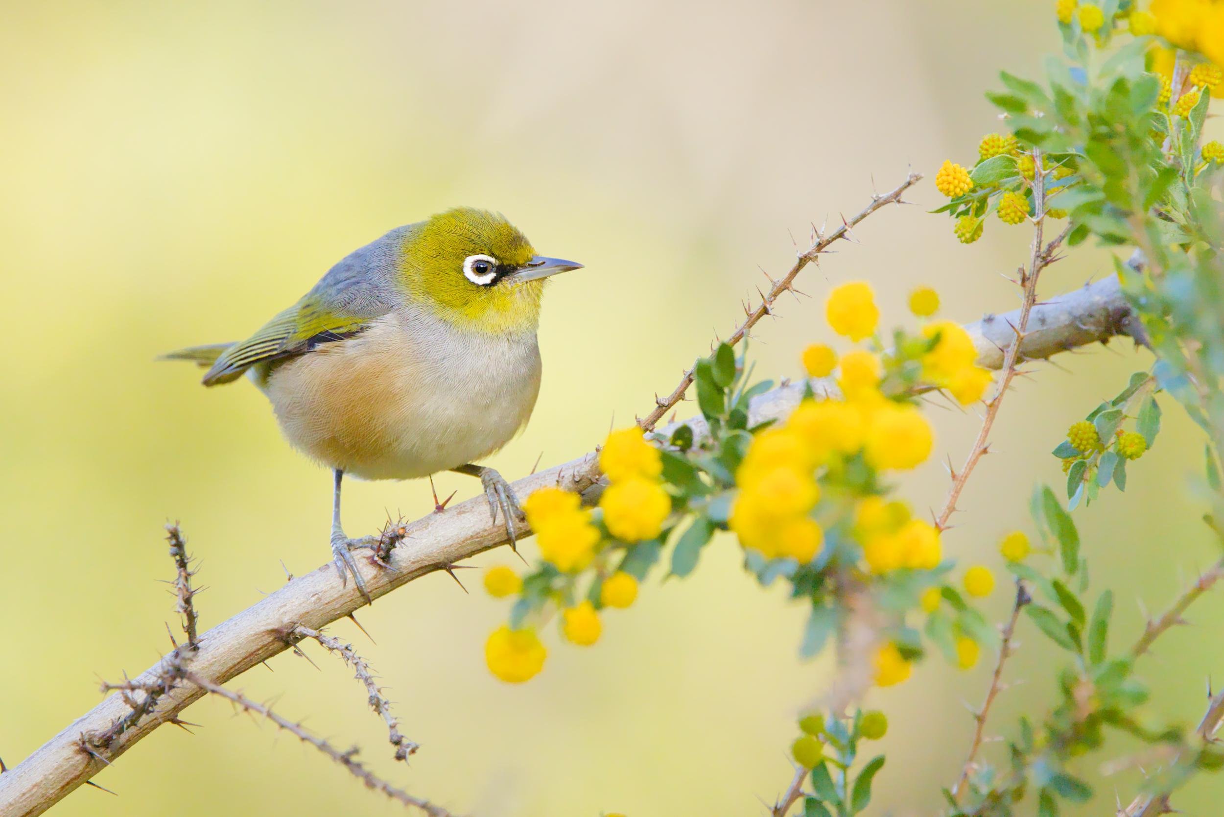 A Silvereye perched on a thorny branch, with clusters of bright yellow Wattle flowers and green leaves on the right against a soft blurred background.