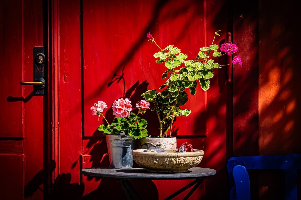Red door background with sunlight casting shadows. On a small round table, a potted plant with green leaves and pink flowers, a metal bucket with more pink flowers, and a decorative stone bowl. Blue chair partially visible on the right side.