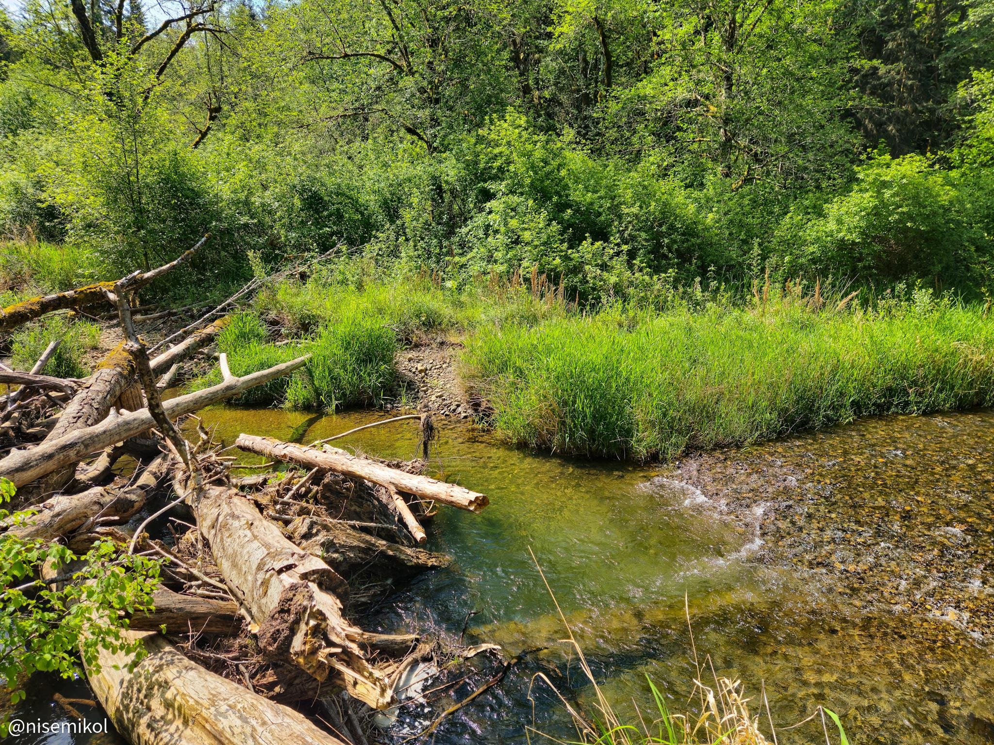 Fallen logs and branches are scattered alongside a clear stream with a rocky bed. Dense greenery, including grass and bushes, lines the banks, surrounded by tall trees with lush foliage under bright sunlight.
