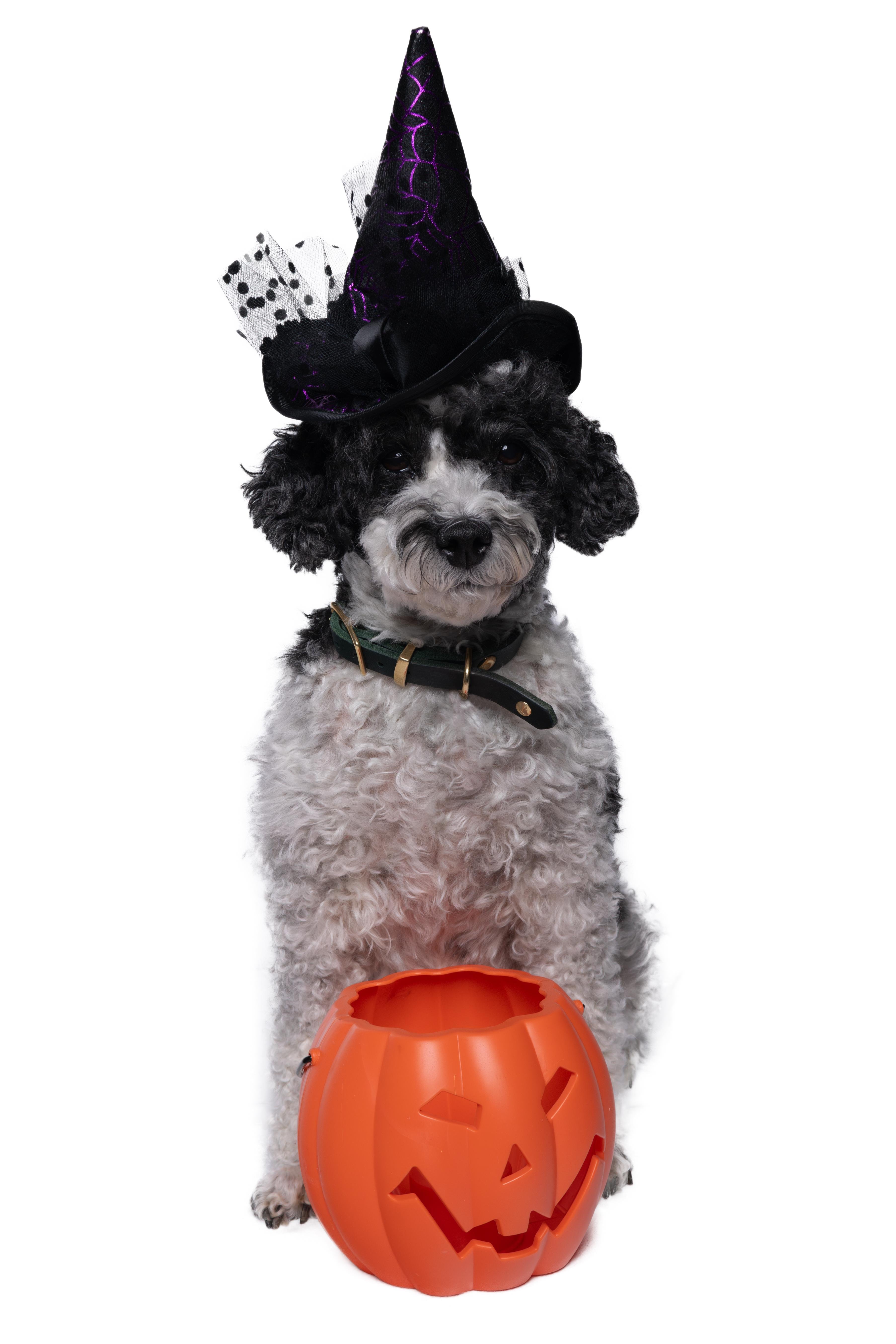 A studio picture of a black & white poodle waring a witch hat in front of a plastic pumpkin.