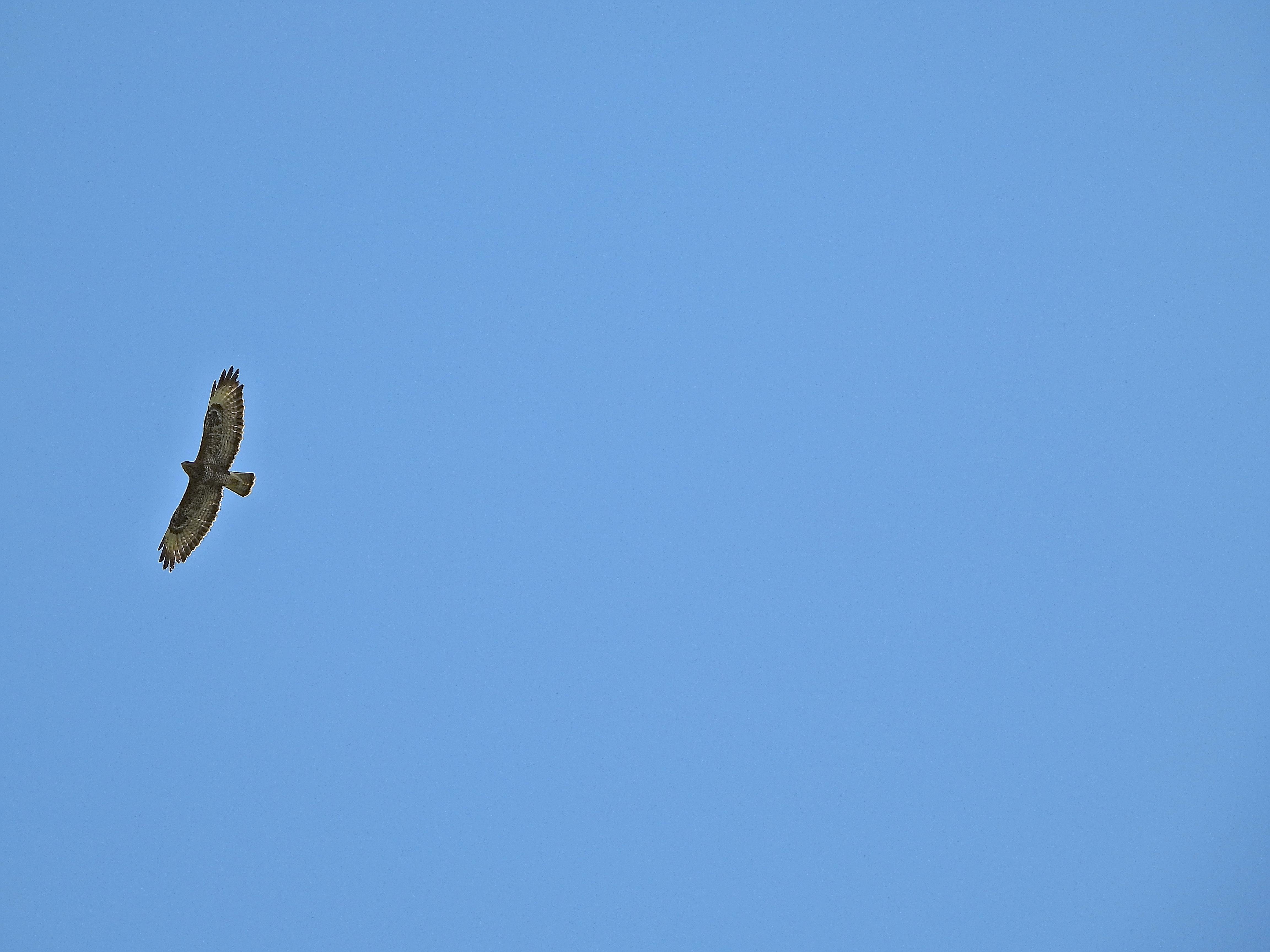 El ave está volando con las alas desplegadas bajo un cielo azul sin nubes.
La cabeza el cuello y la parte anterior de las alas es de color marrón, después una amplia zona blanca con tonos marrones y termina la punta de las plumas, tanto en las alas como en la cola en color marrón.


Si estás leyendo este texto es porque tienes dificultades de visión y espero que te haya ayudado a ver la imagen. Si no ha sido así, te agradecería los comentarios.
Si lo has leído aunque ves la imagen sin problemas recuerda que debes poner un texto alternativo en tus archivos multimedia para que todo el mundo pueda disfrutarlos.