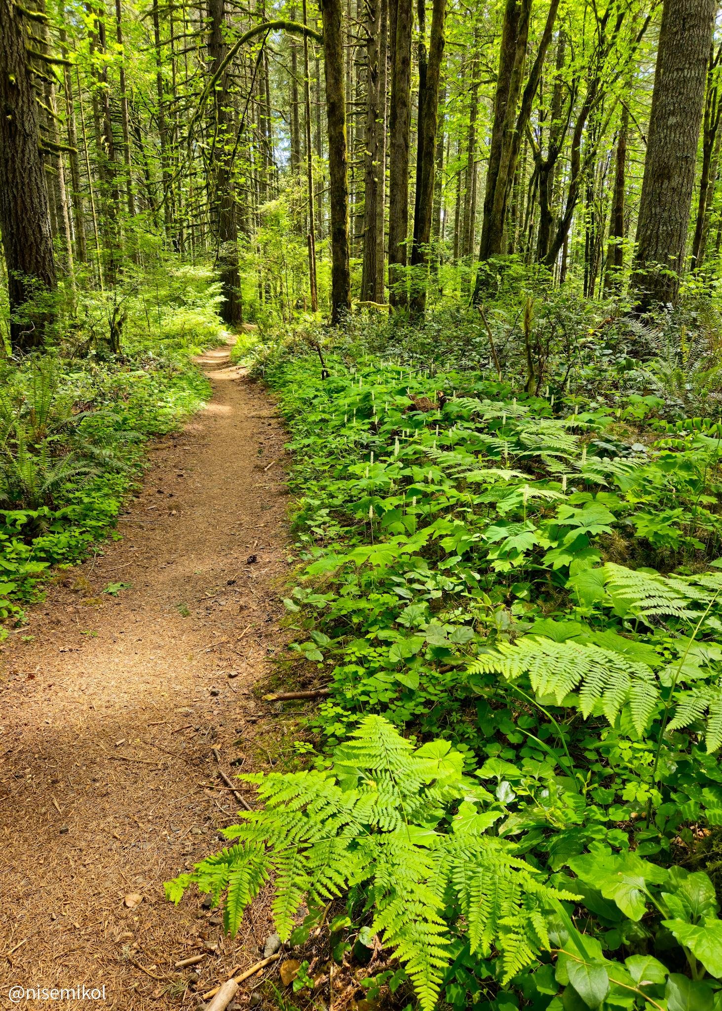 Dirt path winding through a lush, green forest with tall trees and dense foliage. Ferns and various plants line the forest floor, while sunlight filters through the tree canopy, creating dappled light patterns on the ground.