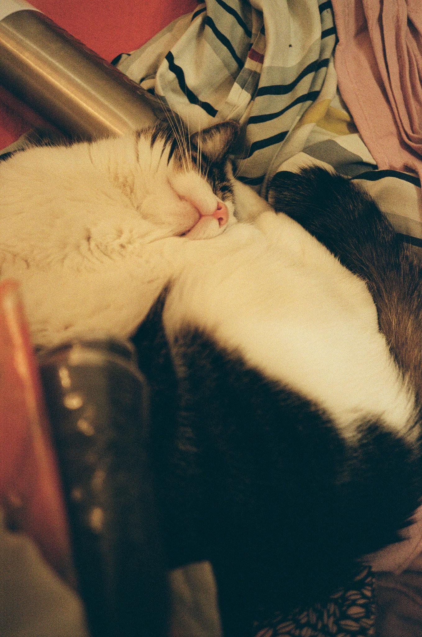 Close-up of a black-and-white cat curled up asleep on a bed, with its pink nose and closed eyes visible; striped and pink blankets and a metal bottle lie beside it.