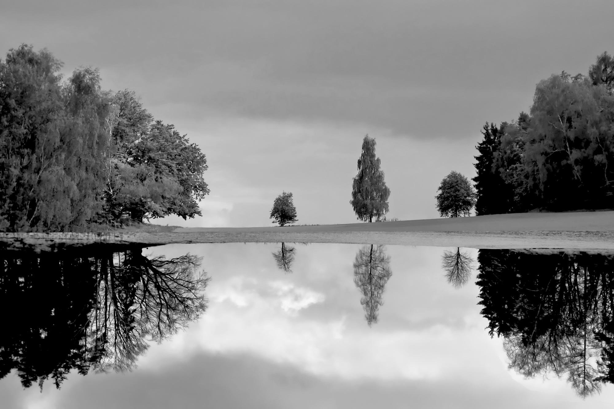 A black-and-white landscape with a tranquil lake in the foreground, reflecting a tree-lined shore and a cloudy sky; a grassy shore dotted with scattered trees stretches across the center of the image, framed by dense clusters of trees on the left and right. While the upper part of the image shows the trees in full leaf, bare trees can be seen in the reflection.