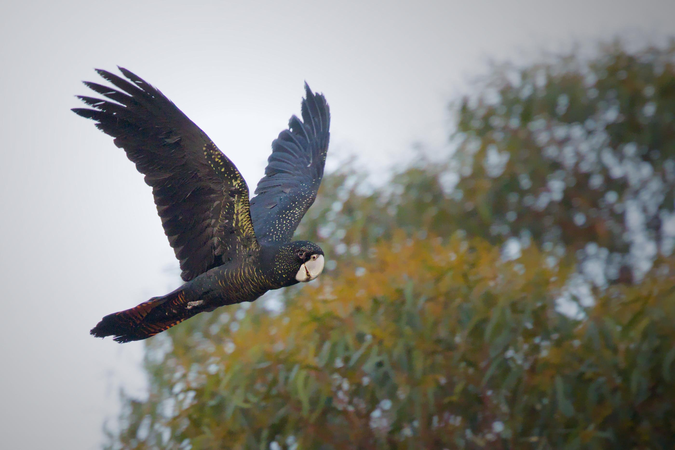 Red-tailed black cockatoo in flight with wings fully spread, flying left across a pale sky above blurred treetops with green and orange foliage.