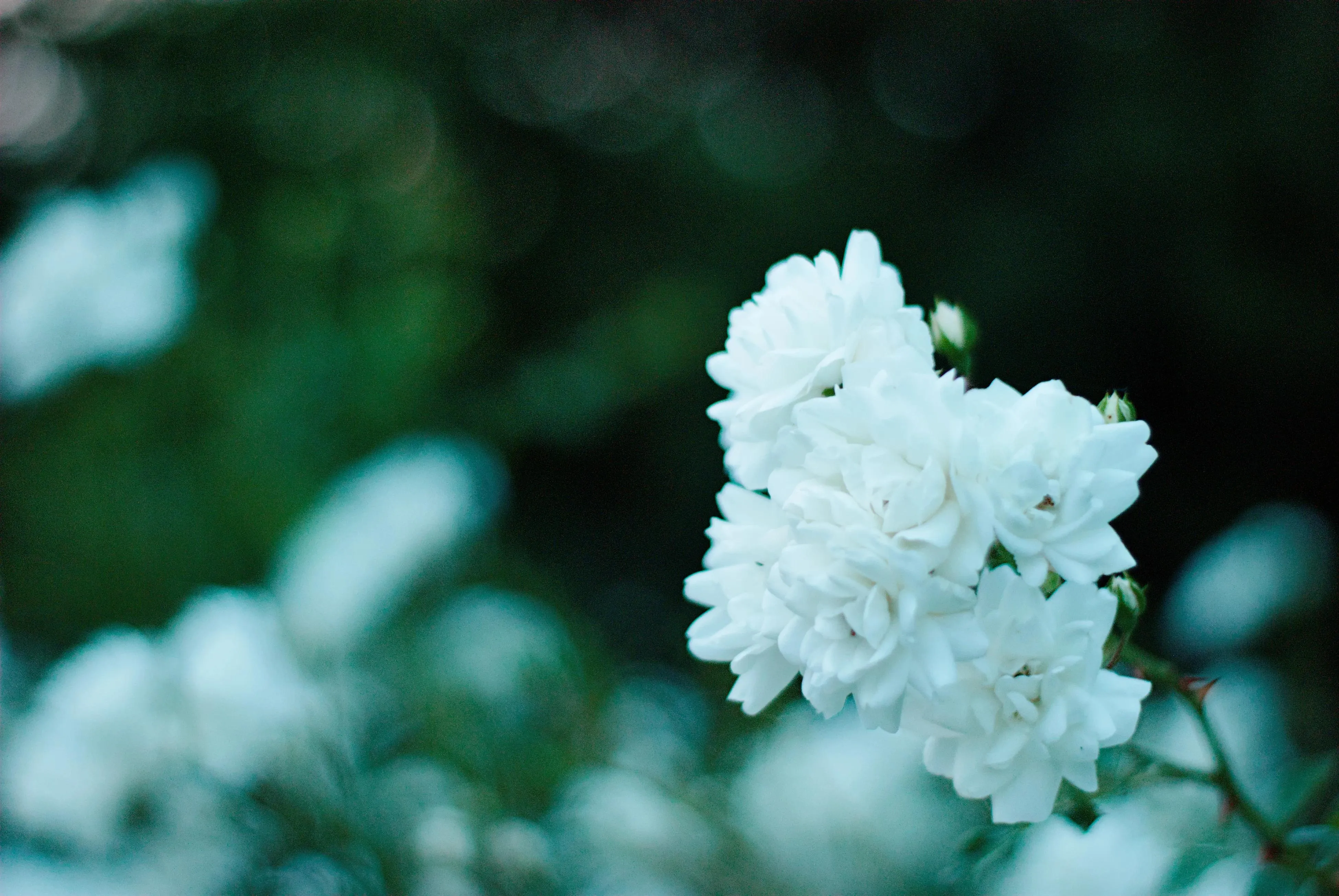 A photo of a couple of white flowers