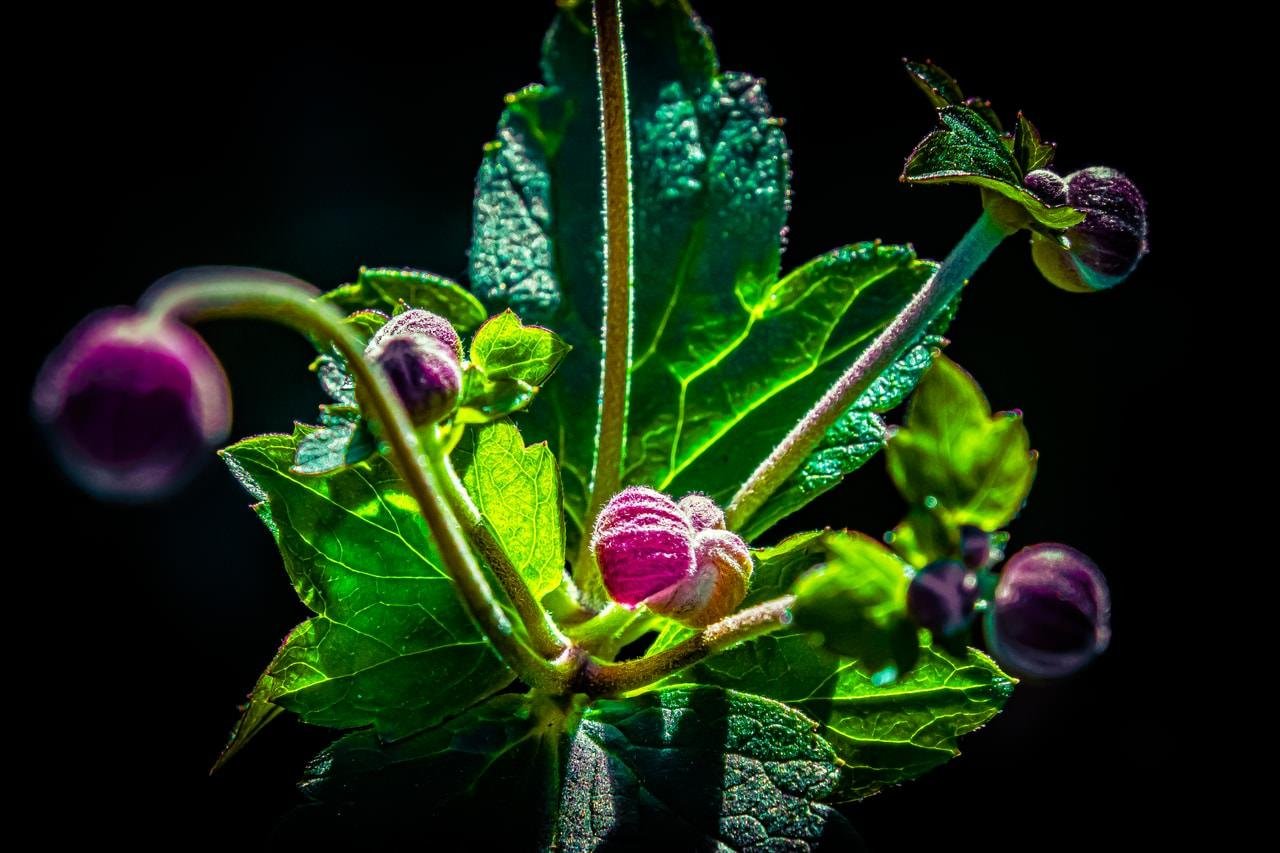 Bright green leaves and three budding flowers with purple petals on long stems, set against a dark background. The flowers and leaves are highlighted with a glowing effect, accentuating the texture and color contrasts.