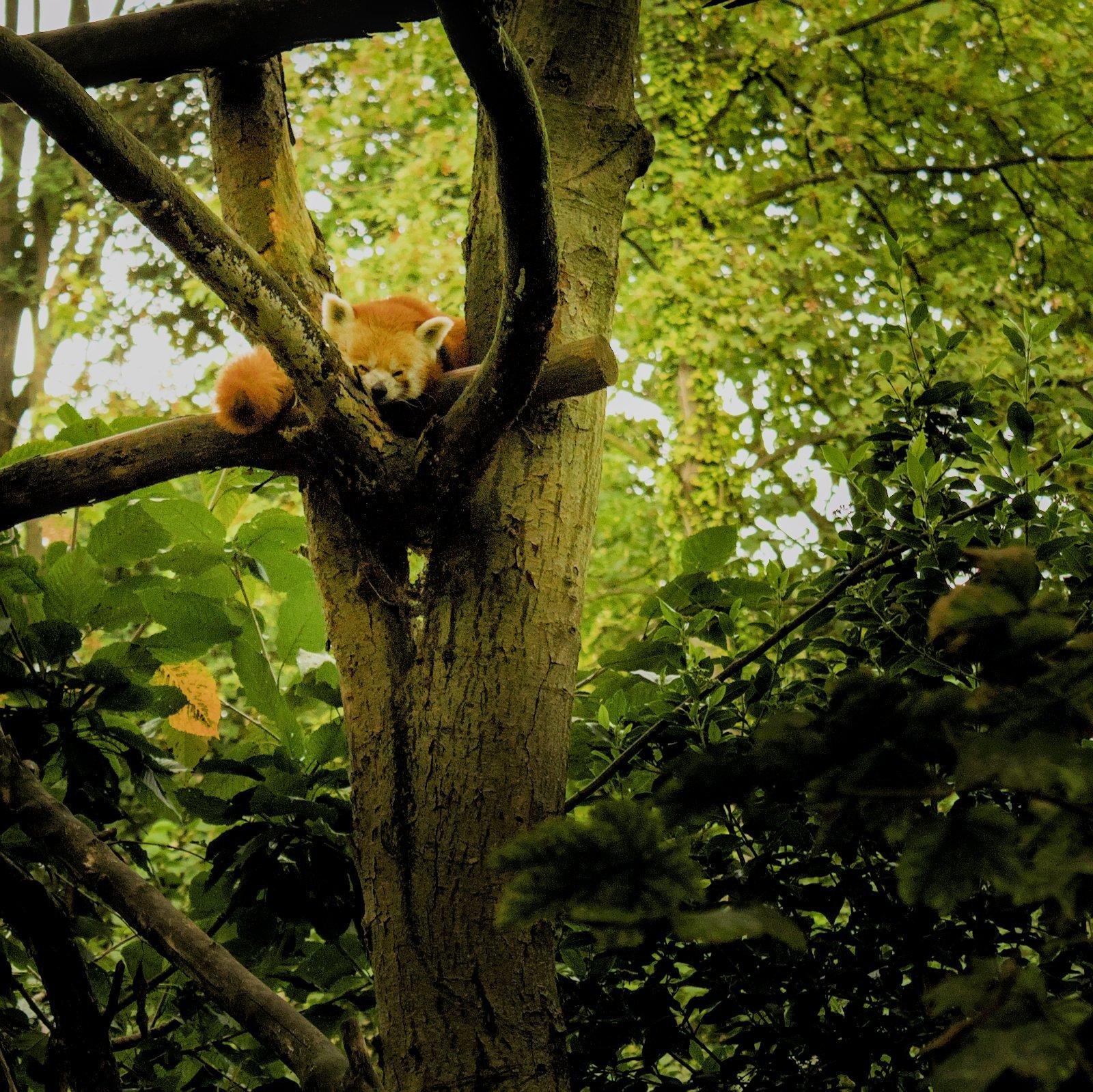 Photo carrée d’un panda roux dormant blotti dans de grosses branches d’un arbre, entouré de feuillages verdoyant