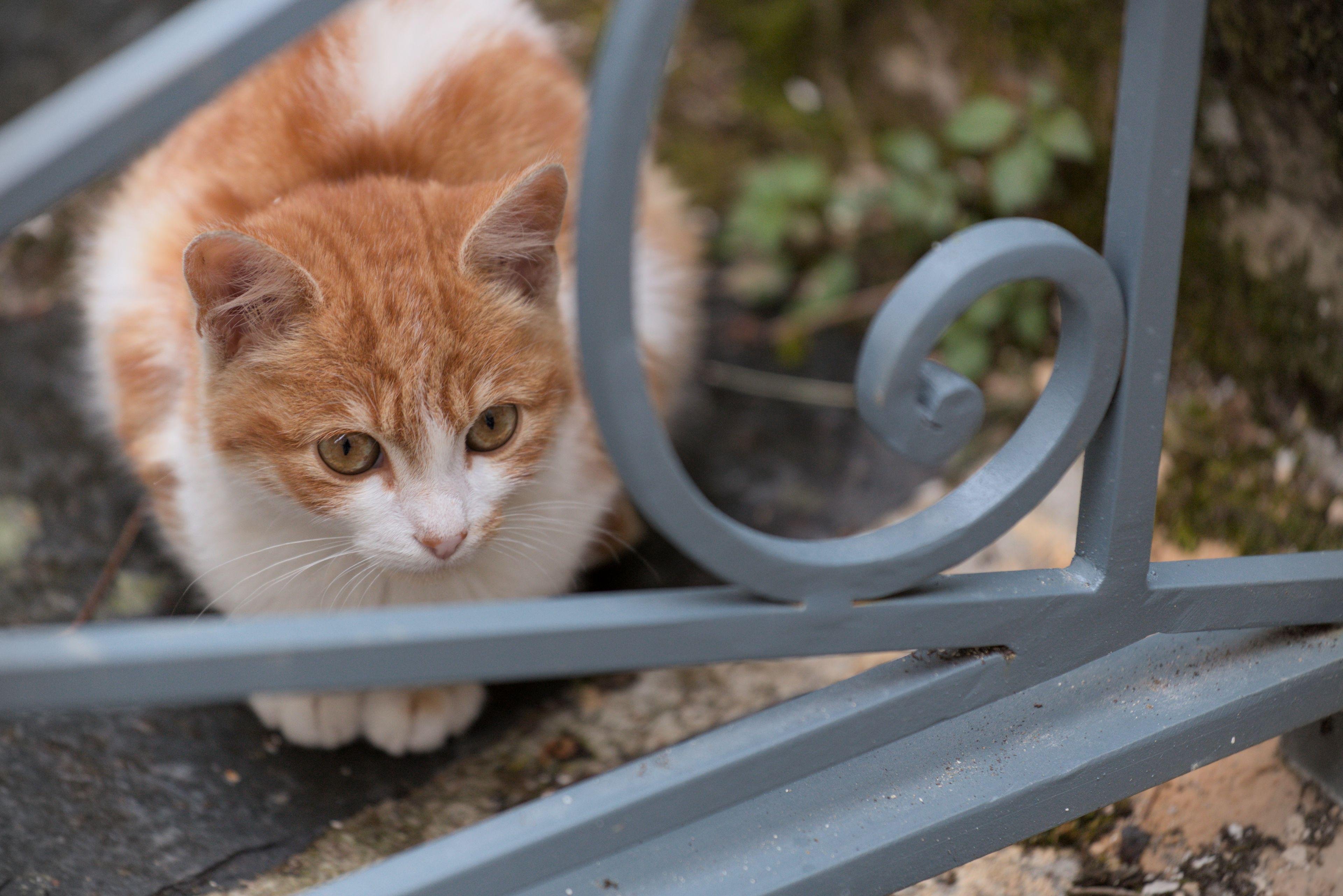 Une petite chatte rousse et blanche derrière une grille en fer forgé