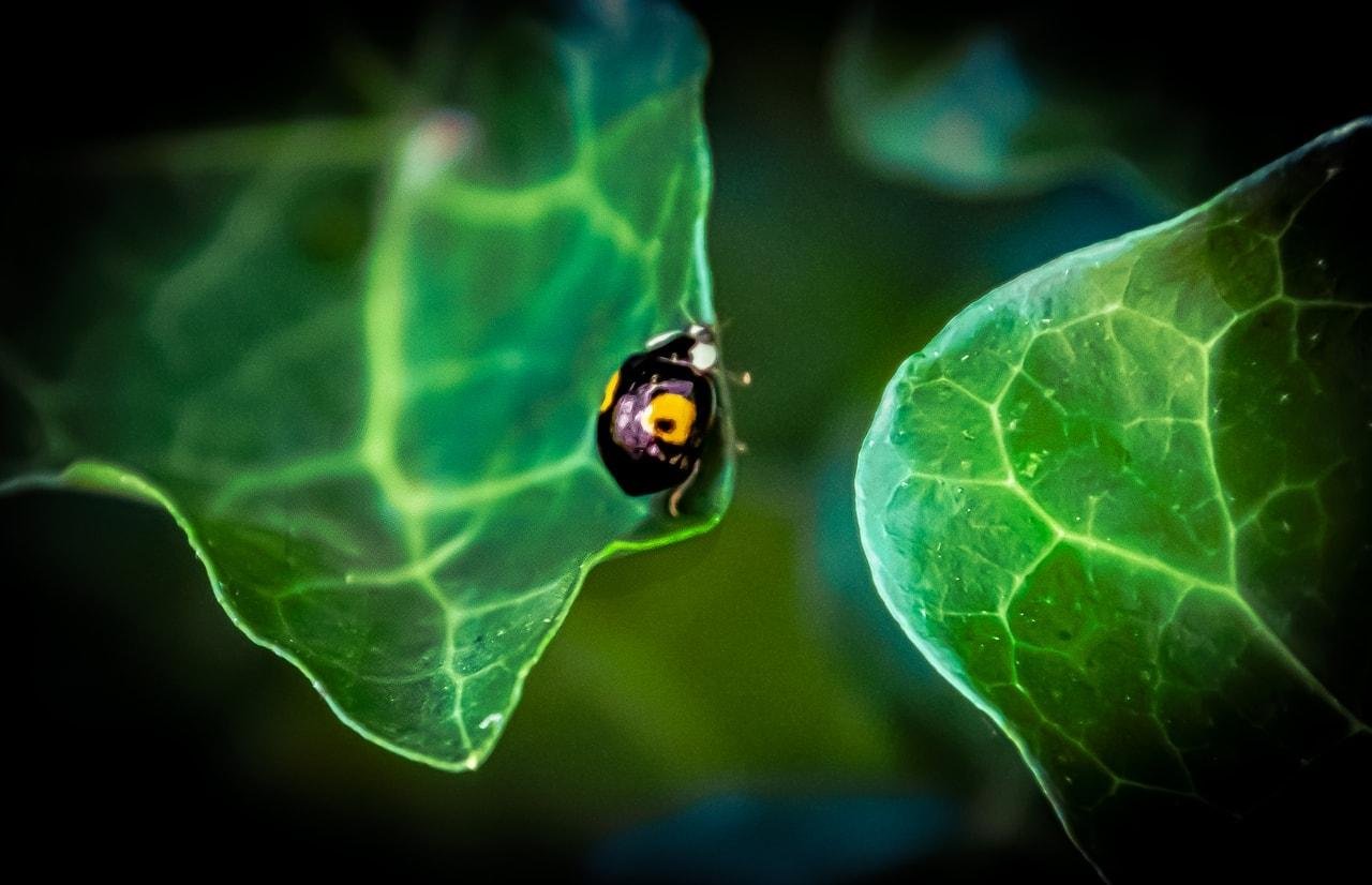 A black and yellow ladybug rests on a dark green leaf. The leaf shows a detailed network of veins, set against a blurred background of additional leaves. The focus highlights the ladybug's distinctive shell pattern and the vibrant green of the leaf.