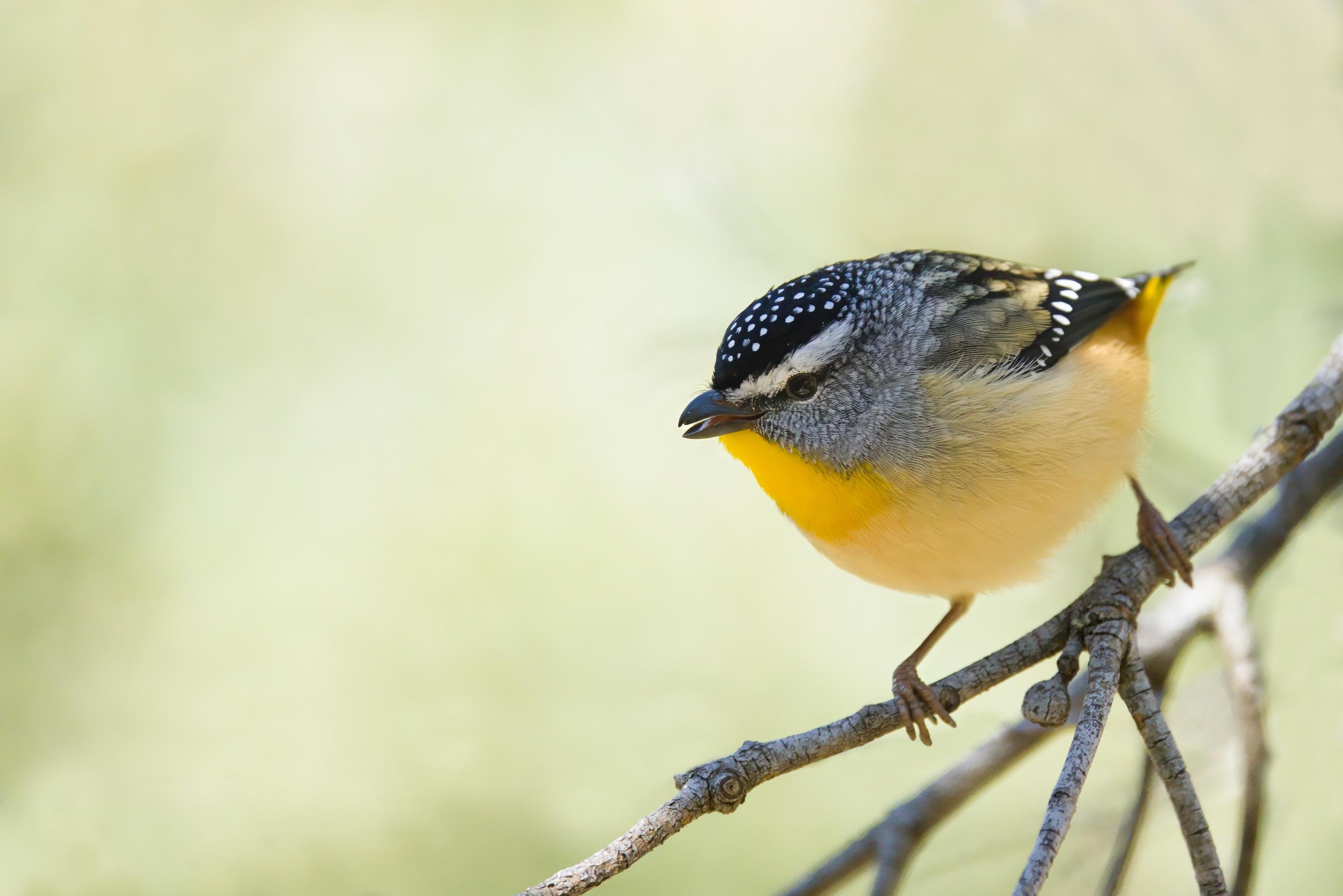 A Spotted Pardalote perched on thin branches, facing left against a blurred pale green background.