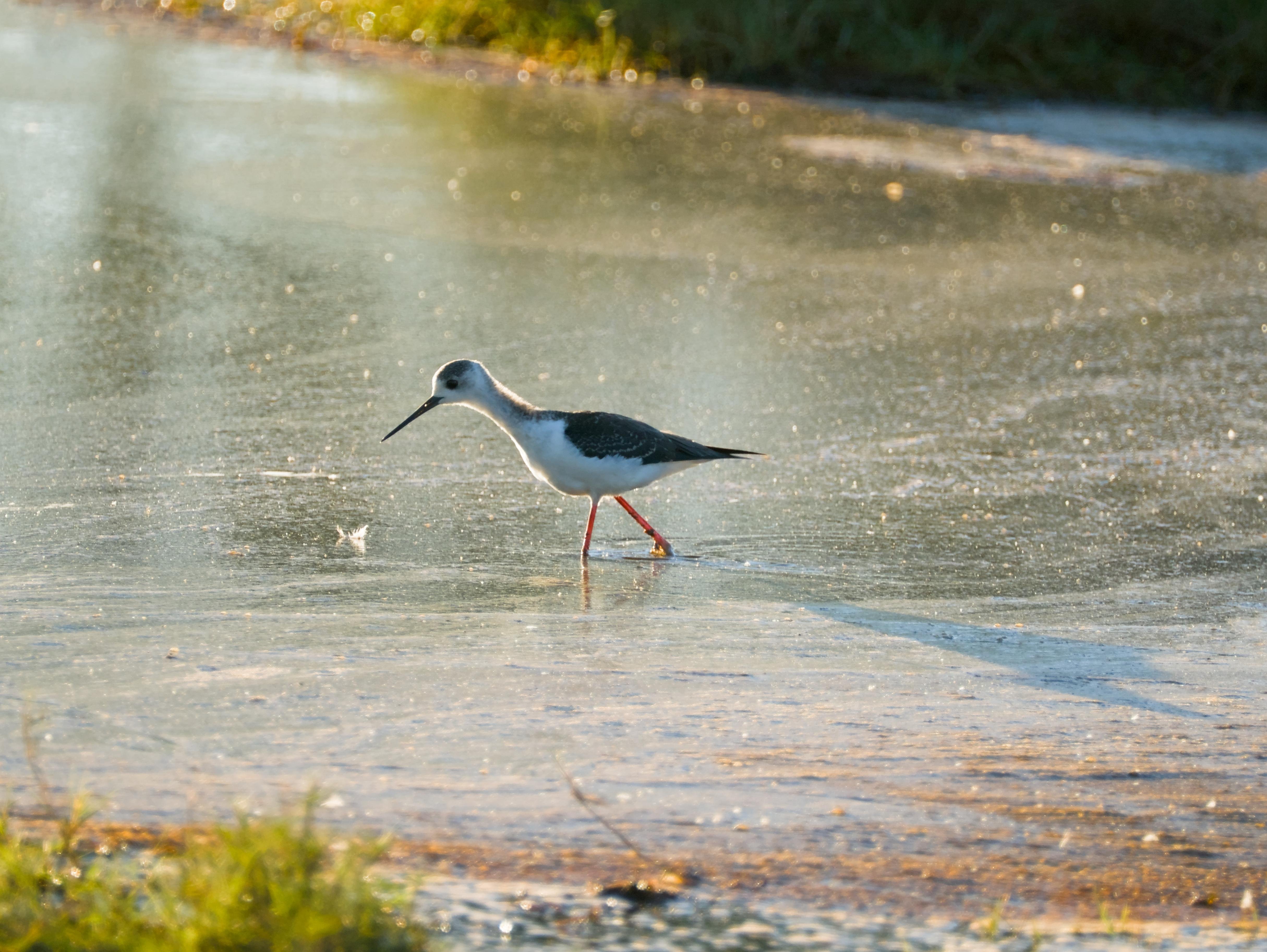 A juvenile pied stilt (Himantopus leucocephalus) wading through shallow water at the Kedron Brook Wetlands Reserve, photographed just before sunset. The bird has a white body with dark wings and a long, thin black bill. The water surface is calm and slightly reflective, with soft, warm light giving the scene a hazy, golden quality.