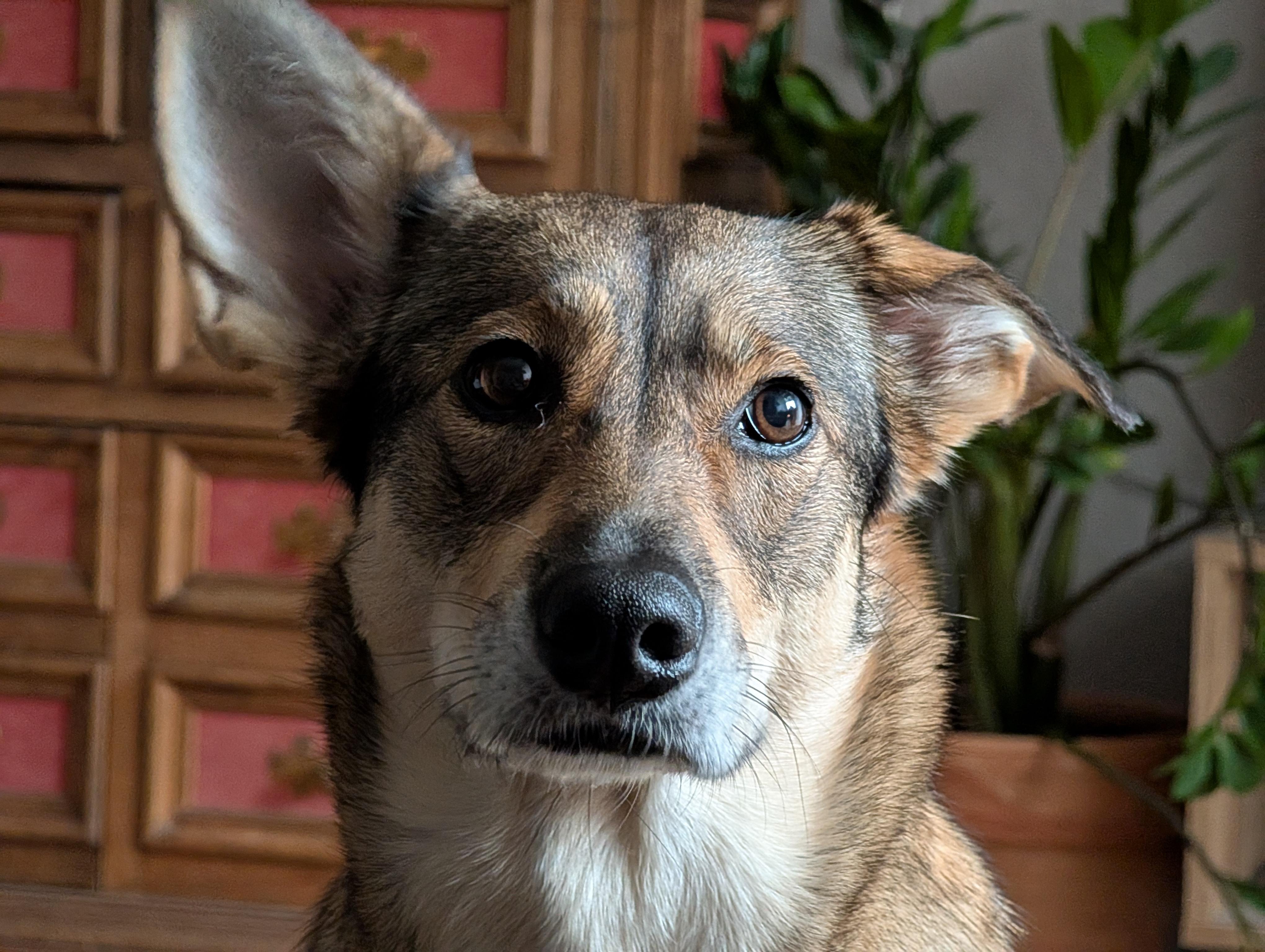 Brown and black dog with one ear up and one ear down, looking directly at the camera. Background includes wooden furniture with red panels and a potted plant with green leaves.