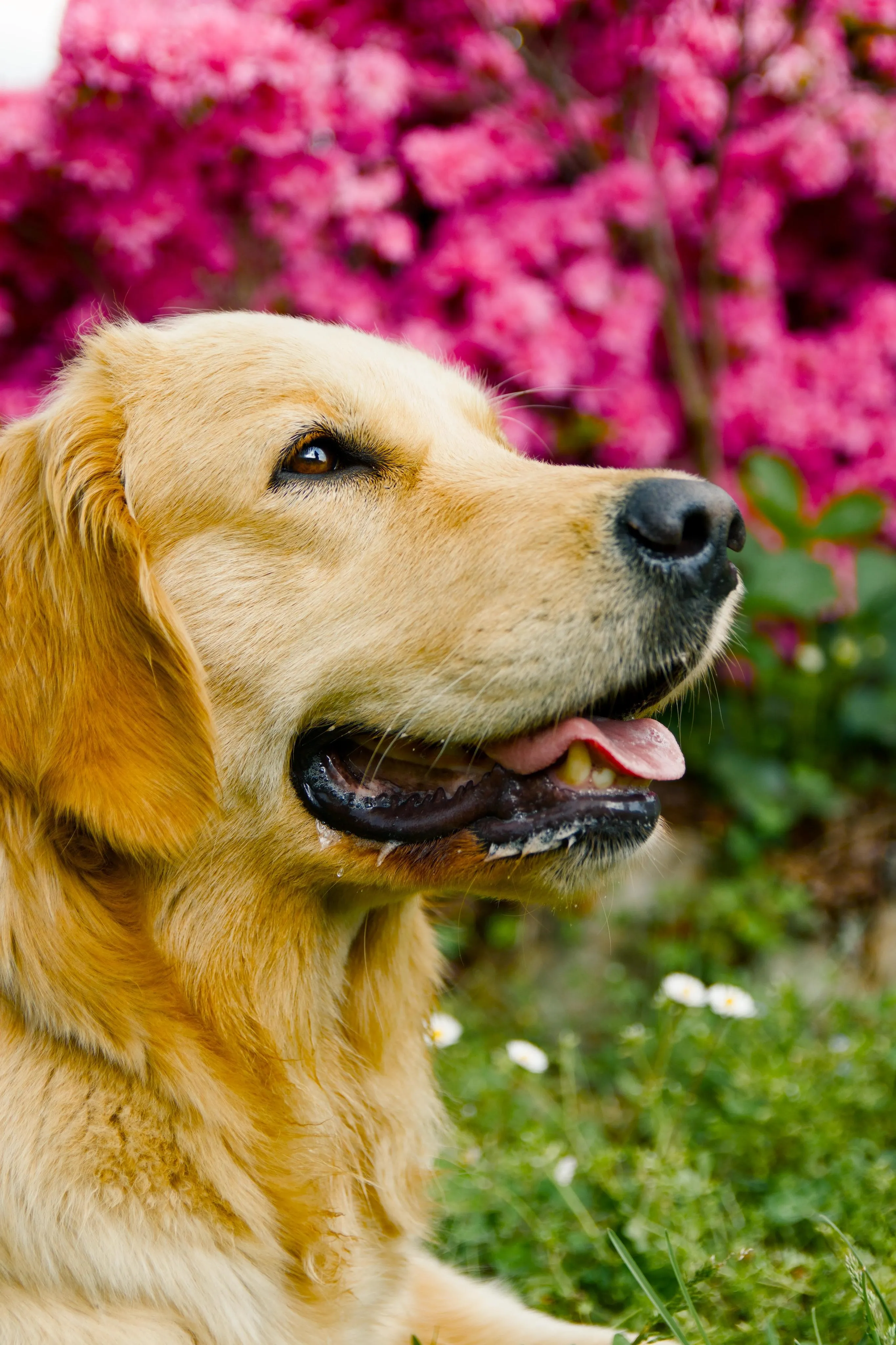 picture of a golden retriever sitting in front of pink azaleas