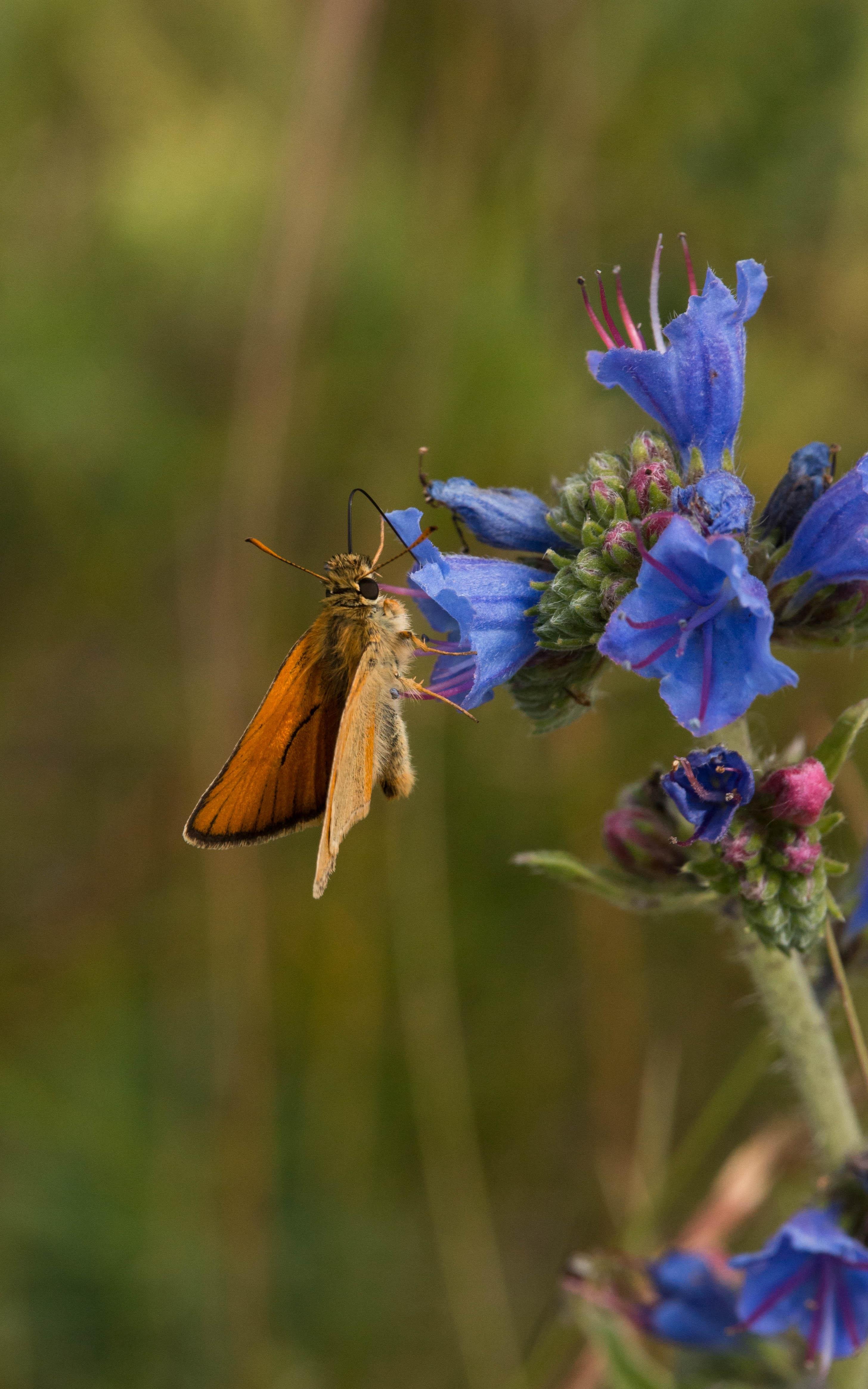 A small skipper (Thymelicus sylvestris) feeding on viper's bugloss (Echium vulgare).