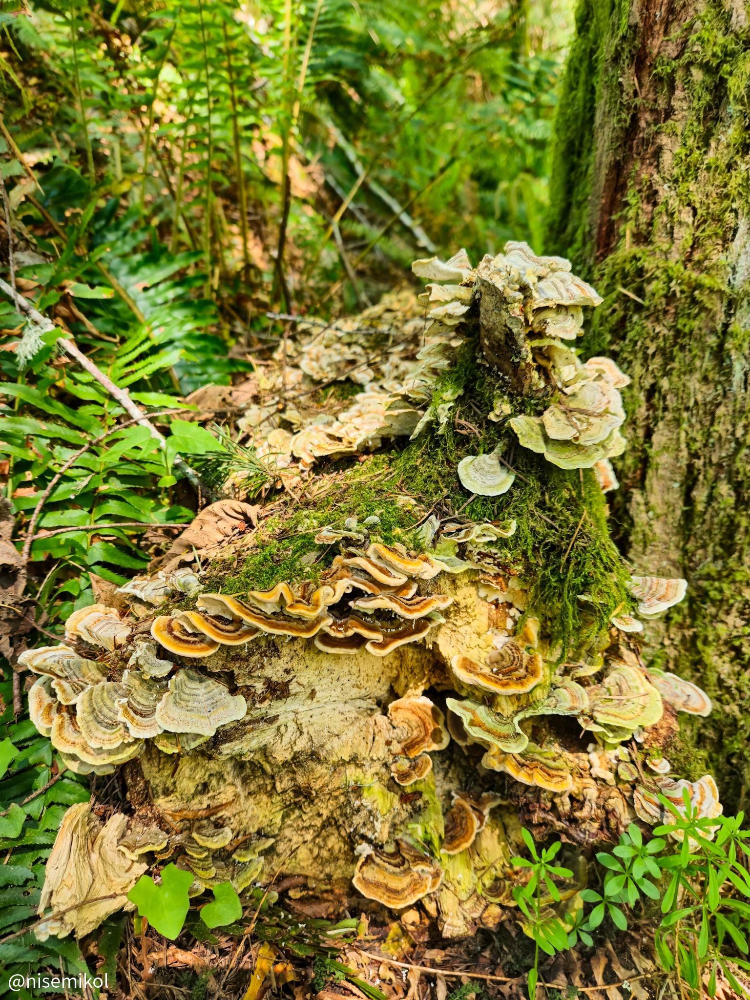 Mushrooms with wavy, layered edges in shades of beige and orange grow densely on a moss-covered tree stump in a forest. Surrounding the stump are lush, green ferns and various other foliage. The scene is set in a densely wooded area with dappled sunlight filtering through the leaves.