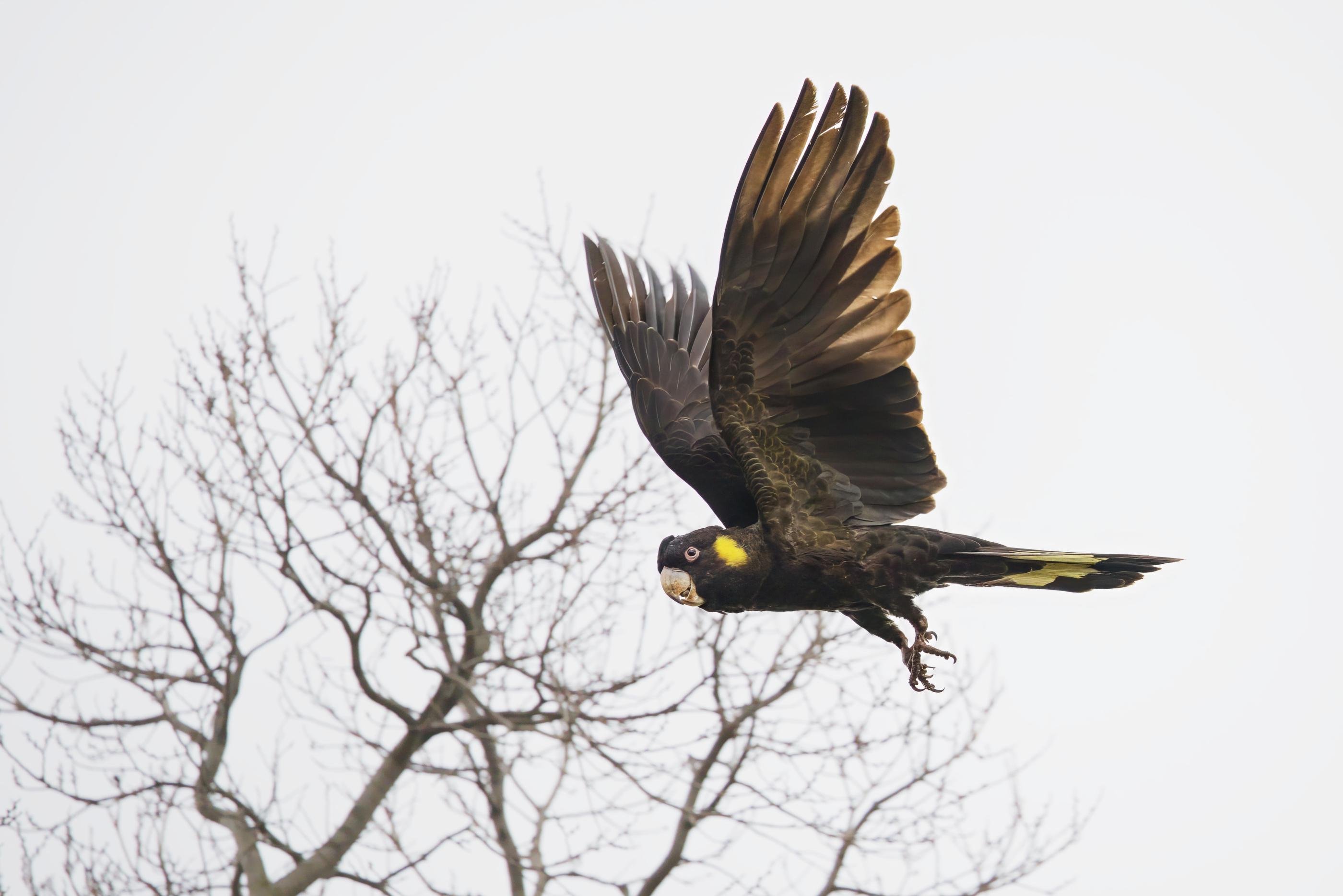 A male Yellow-Tailed Black cockatoo in mid-flight with wings fully spread and tail extended flying in front of leafless tree branches against a pale gray sky.