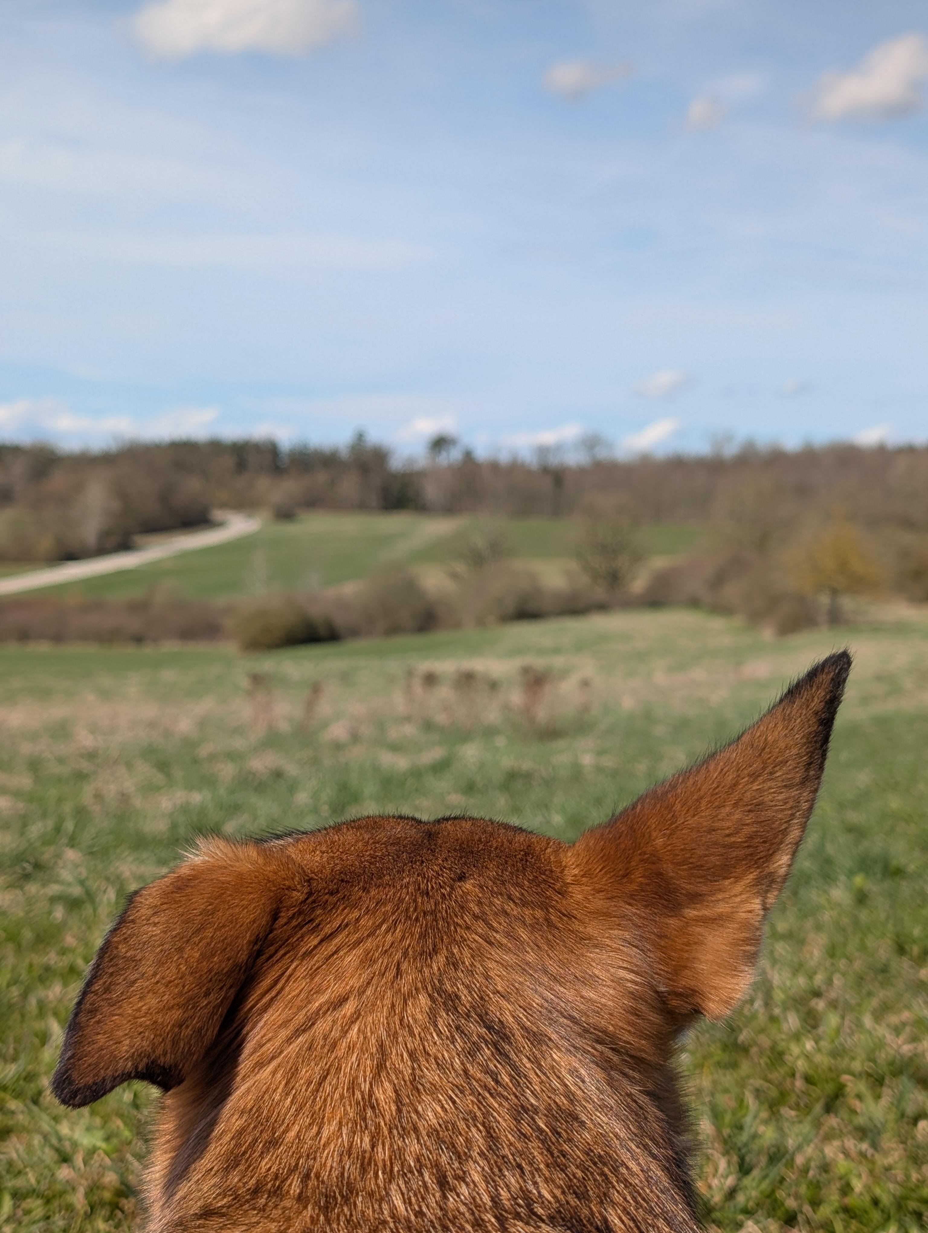 Back view of a brown dog’s head and ears in the foreground, looking across a grassy field toward distant trees under a blue sky with scattered clouds.