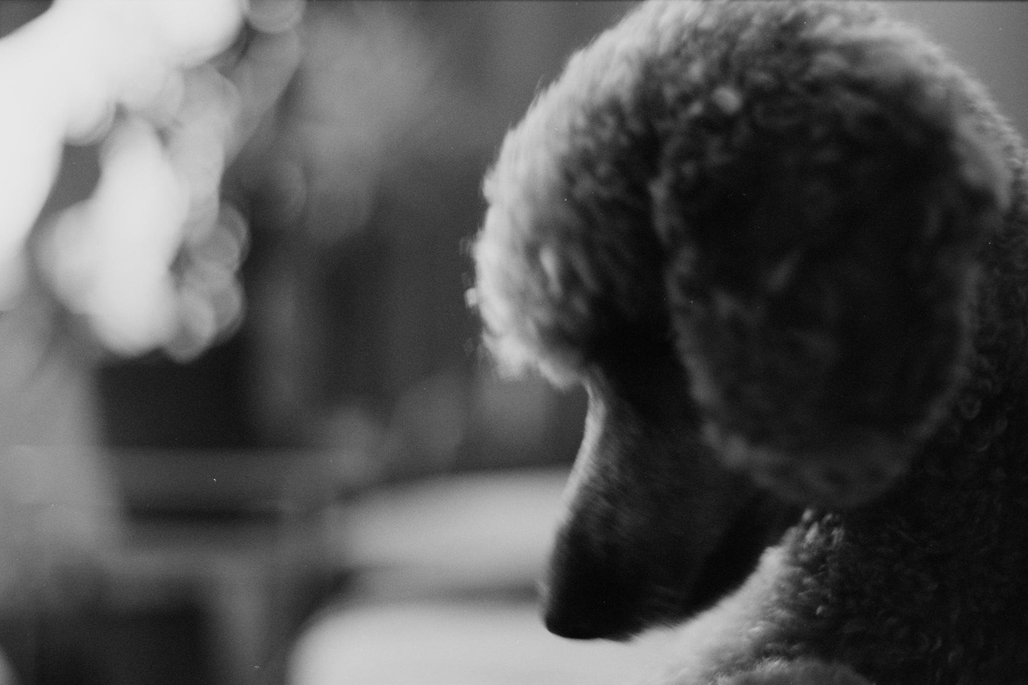 Soft-focus black-and-white close-up of a curly-haired dog in side profile on the right, muzzle pointed downward, with a blurred background and bokeh on the left.