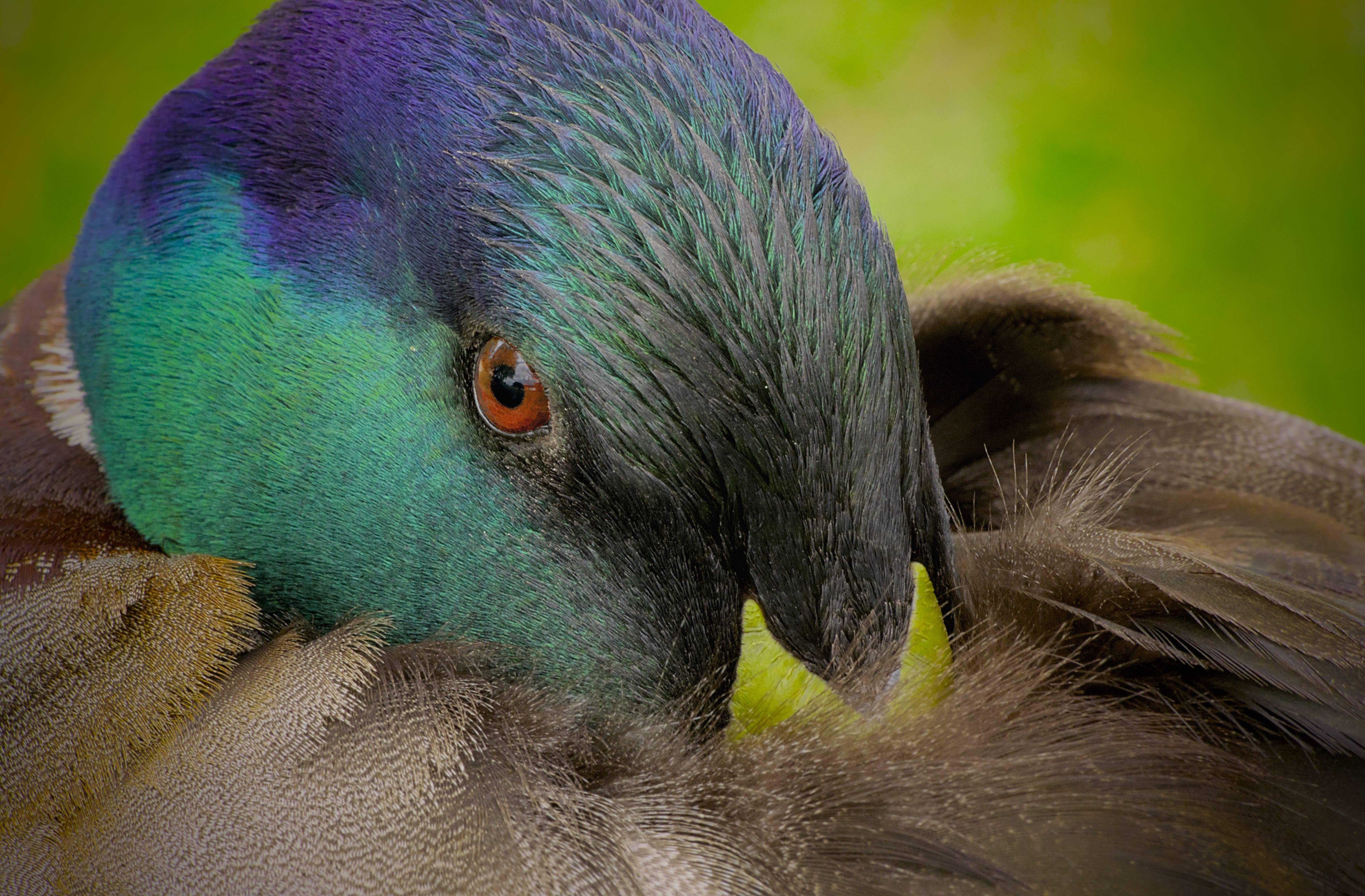 L'image montre un gros plan d'un canard colvert au plumage irisé. Ses plumes arborent des couleurs vives telles que le bleu, le vert et le violet. L'oiseau a le bec enfoncé dans son propre plumage. L'arrière-plan, flou, est d'un vert clair et intense.