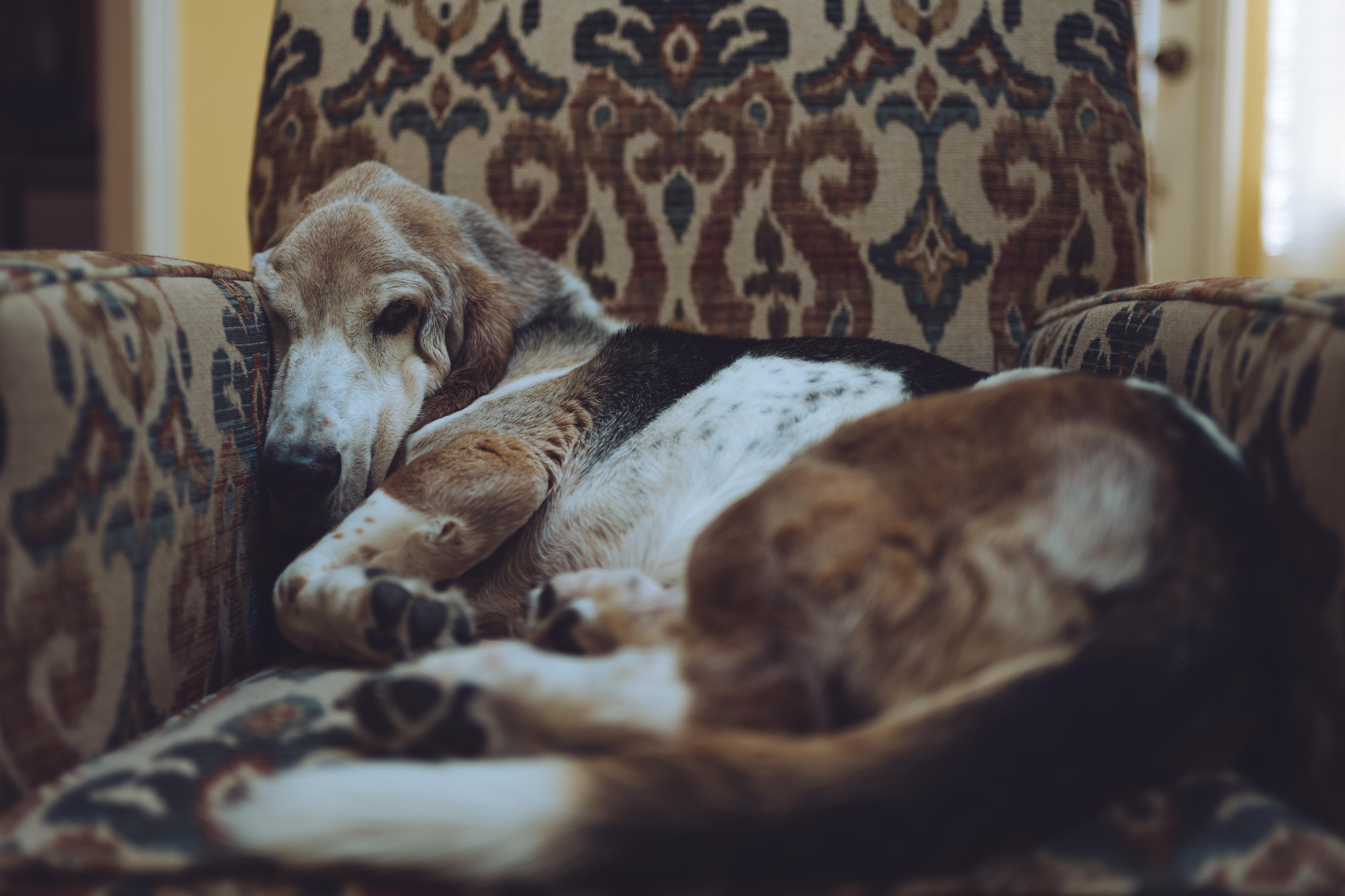 Basset hound resting on an ornate, patterned armchair. The dog is curled up with its head tucked between the cushion and armrest, and its eyes are closed. The chair's upholstery features a detailed, symmetrical design in muted colors.