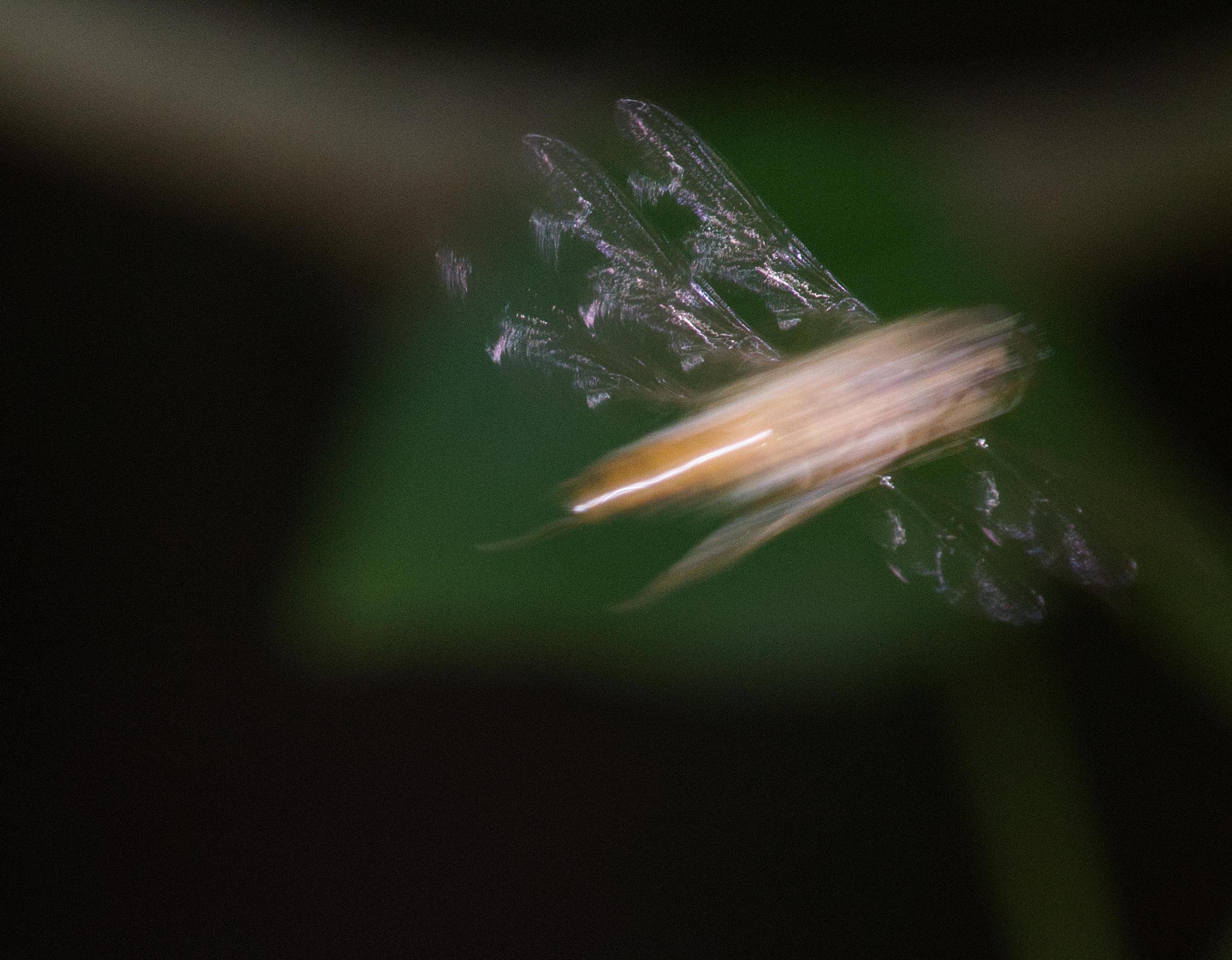 A blur that might be an insect moving very quickly - you can make out three copies of the wings, surprisingly sharp, and a yellow-orange body that's entirely blurred, brightly lit against a dark green background.