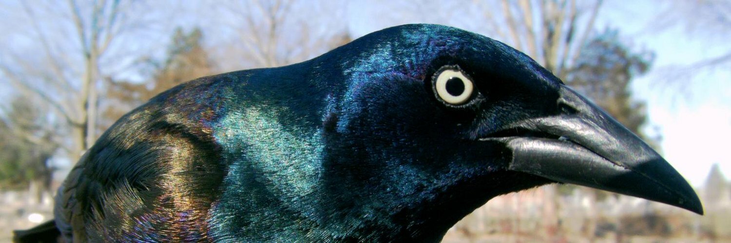 header profile
