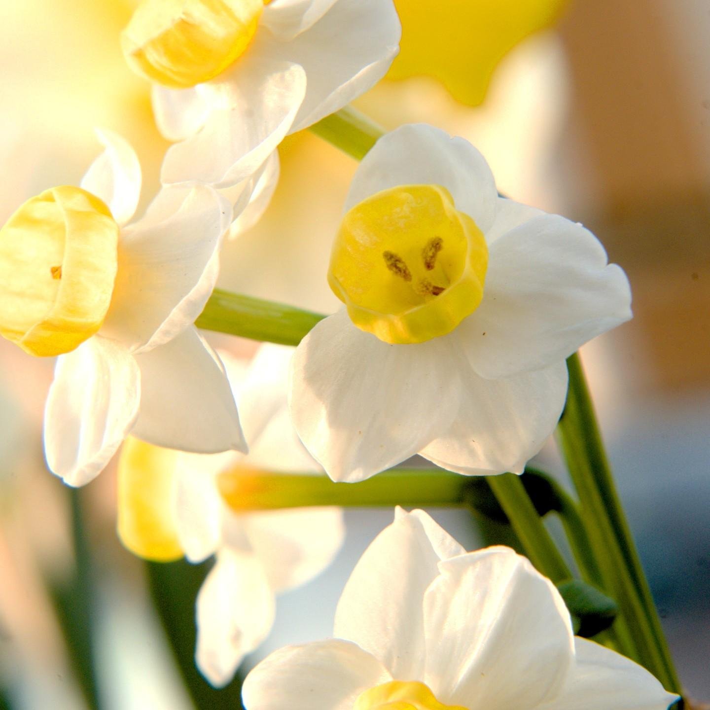 The image shows a close-up of daffodil flowers. These flowers have white petals and a yellow trumpet-shaped corona in the center.