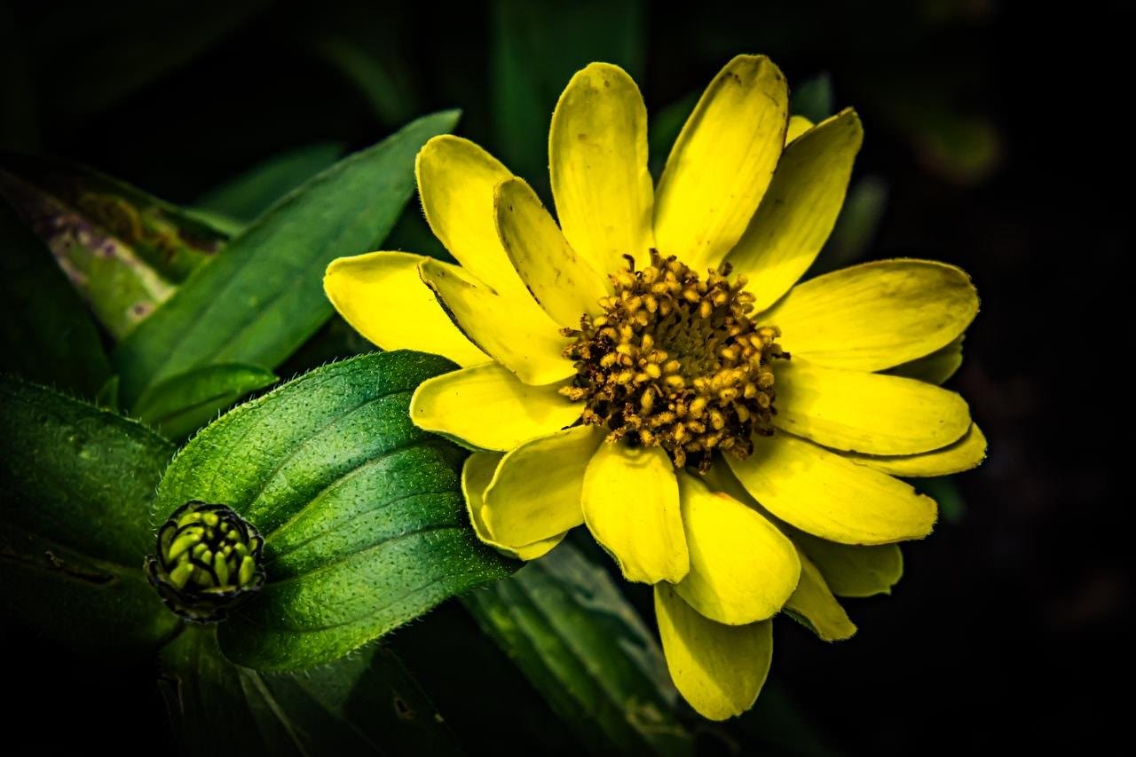 Yellow daisy with vibrant petals surrounds a clustered brown and orange center. Adjacent green leaves and an unopened flower bud provide contrast. Dark background enhances the flower's brightness.