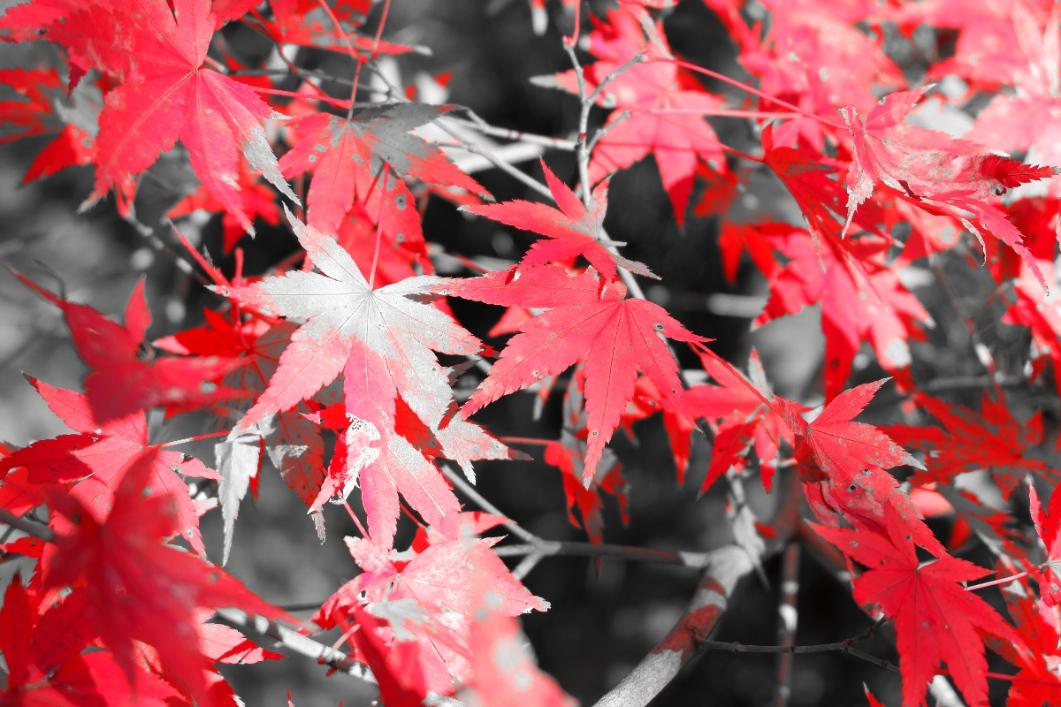 header profile
