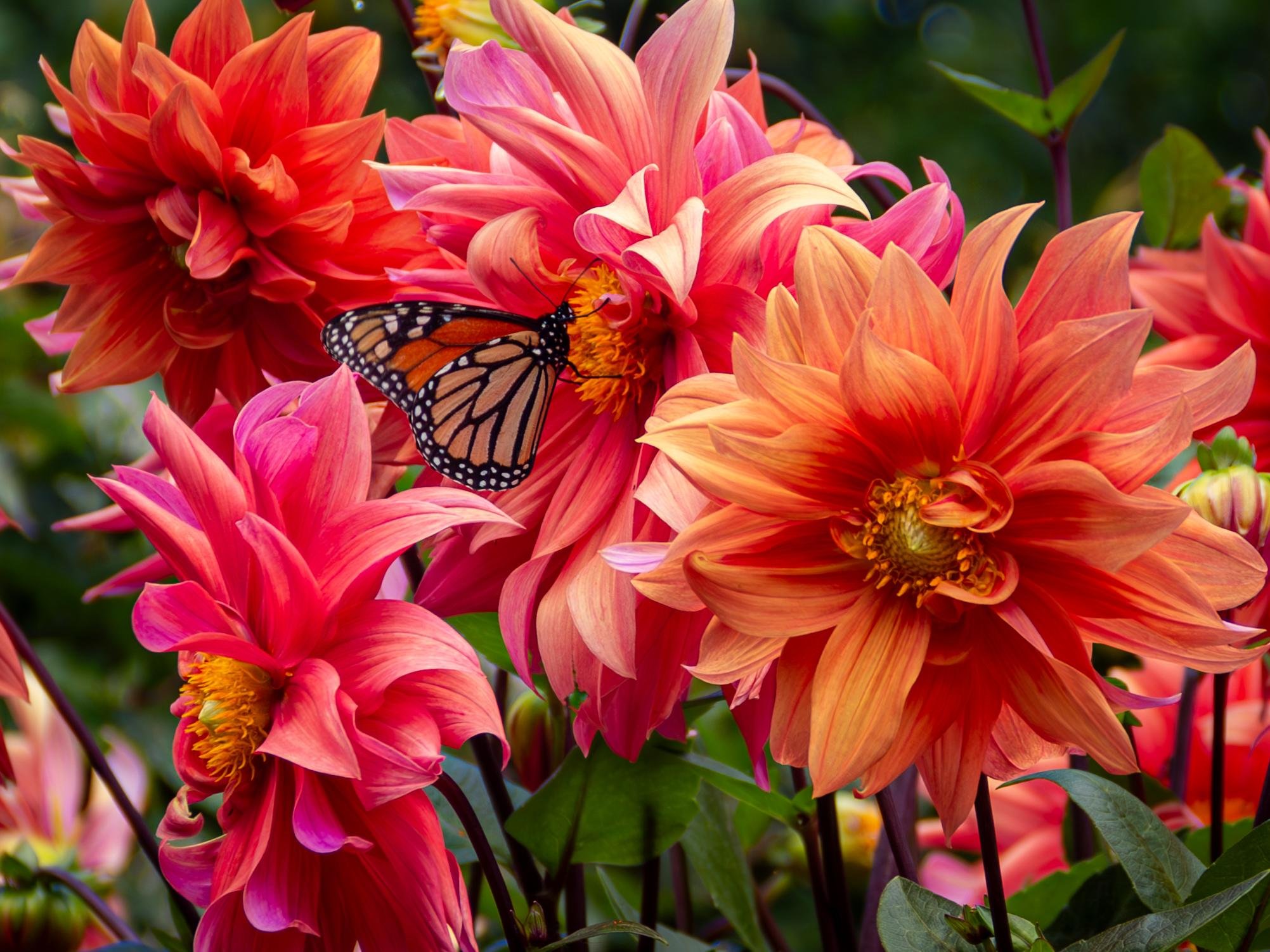 The image shows a cluster of vibrant orange and pink flowers with a butterfly perched on one of them. The flowers have large, layered petals and are surrounded by green leaves. The butterfly has orange wings with black and white markings.