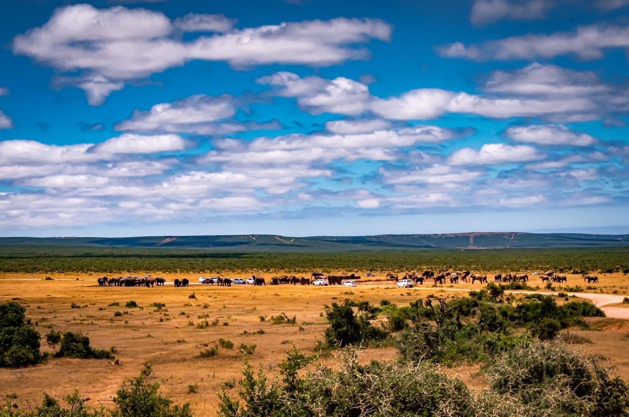 The image shows a wide, open landscape with a group of animals, likely elephants, on a dry, grassy plain. There are several vehicles parked near the animals, suggesting a safari or wildlife viewing activity. The background features a line of greenery or forest under a sky with scattered clouds.