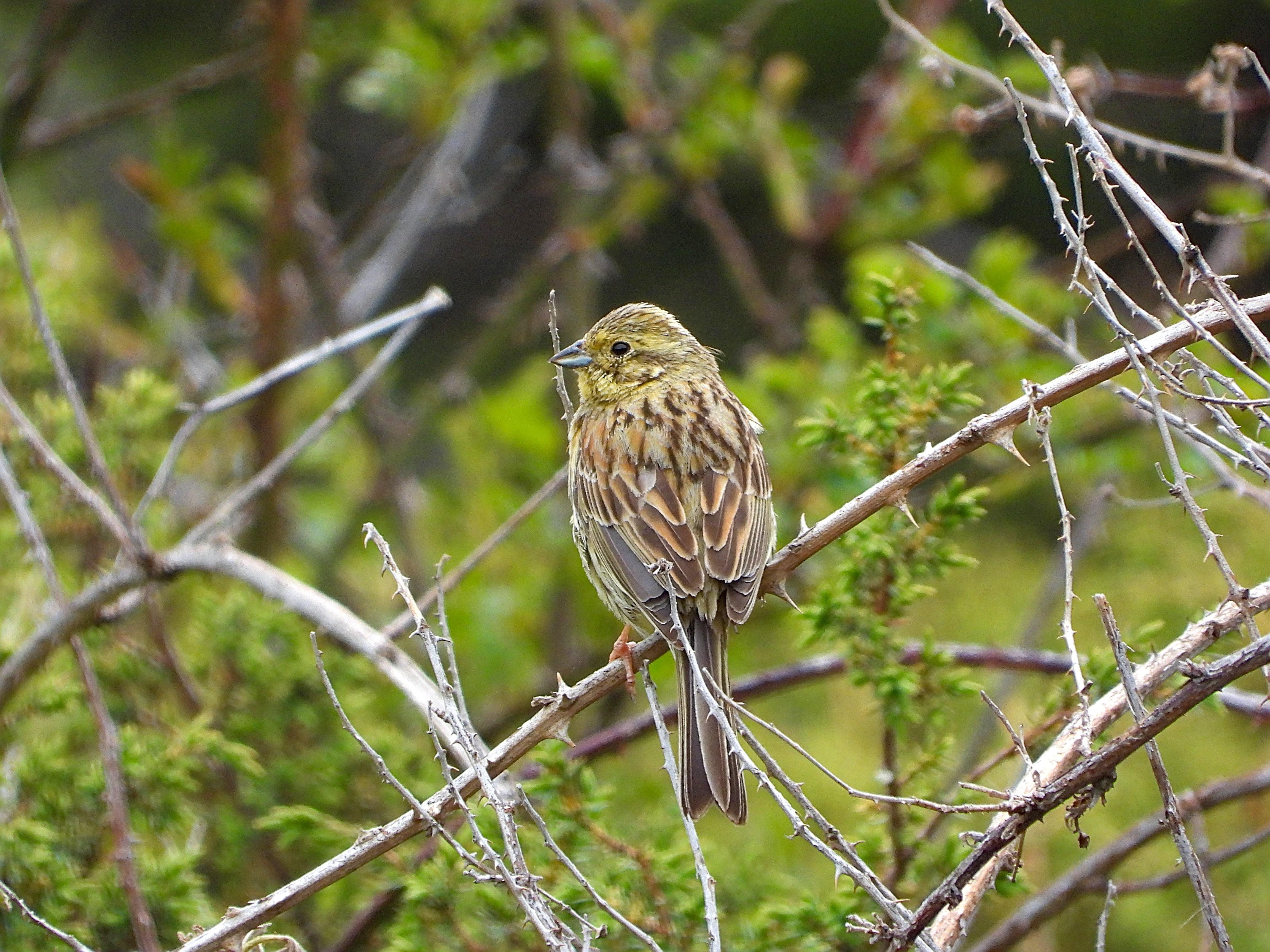 El pájaro se encuentra perchado en una zarza a la que se le ven las púas, pero que no tiene hojas. Al fondo vegetación verde difuminada.
Es ligeramente colicorto y posee un pico robusto. La coloración general se asemeja también a la del cerillo, es pardo con franjas más claras alternando con otras más oscuras. Se diferencian, sin embargo, por el color del obispillo, que es gris oliváceo en el soteño, por la posesión de marcadas bandas laterales en la cara y, en general, por presentar menos áreas amarillentas en el plumaje.
Si estás leyendo este texto es porque tienes dificultades de visión y espero que te haya ayudado a ver la imagen. Si no ha sido así, te agradecería los comentarios.
Si lo has leído aunque ves la imagen sin problemas recuerda que debes poner un texto alternativo en tus archivos multimedia para que todo el mundo pueda disfrutarlos.