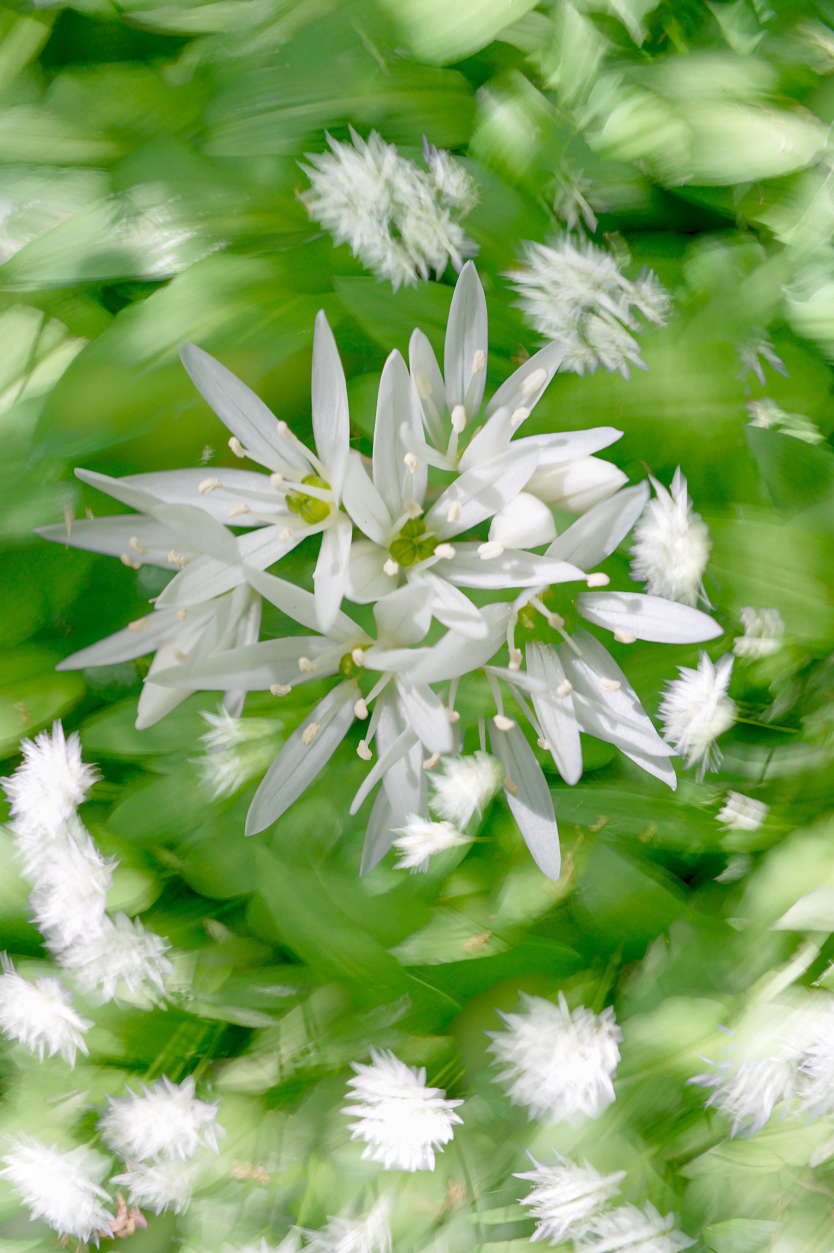 Cluster of white, star-shaped flowers with slender petals and pale stamens centered against a green leafy background with soft motion blur and scattered fluffy white seedheads.