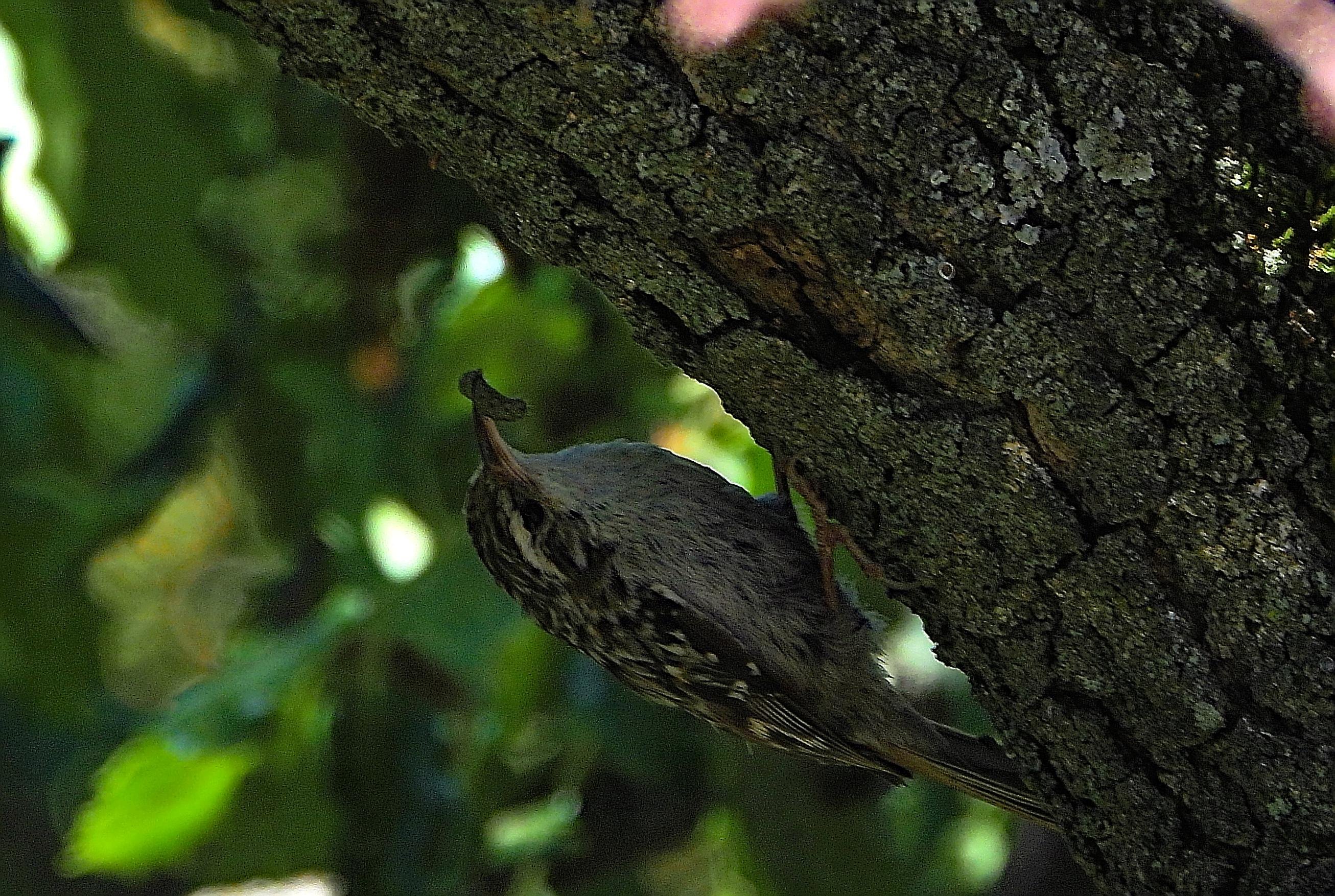 El ave está perchada en el tronco de un roble en posición acrobática, las patas agarradas al tronco y el cuerpo más abajo, apoyando la cola en el tronco del árbol. Lleva una larva en el pico que es largo y curvado hacia abajo. El fondo es de color verde difuminado.
Su plumaje resulta muy críptico. El dorso y las alas muestran un mosaico de colores marrones-castaños de diferentes intensidades, salpicado con motas más claras, grises o crema. Las partes inferiores de su cuerpo, por el contrario, son de color blancuzco.
Si estás leyendo este texto es porque tienes dificultades de visión y espero que te haya ayudado a ver la imagen. Si no ha sido así, te agradecería los comentarios.
Si lo has leído aunque ves la imagen sin problemas recuerda que debes poner un texto alternativo en tus archivos multimedia para que todo el mundo pueda disfrutarlos.