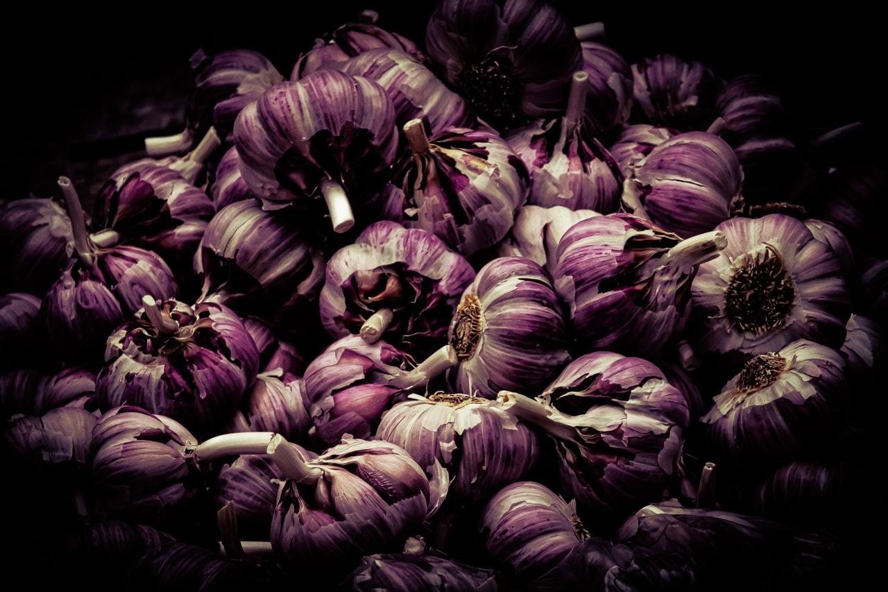 Close-up of a pile of garlic bulbs with stems attached, tinted purple with high contrast against a dark background.