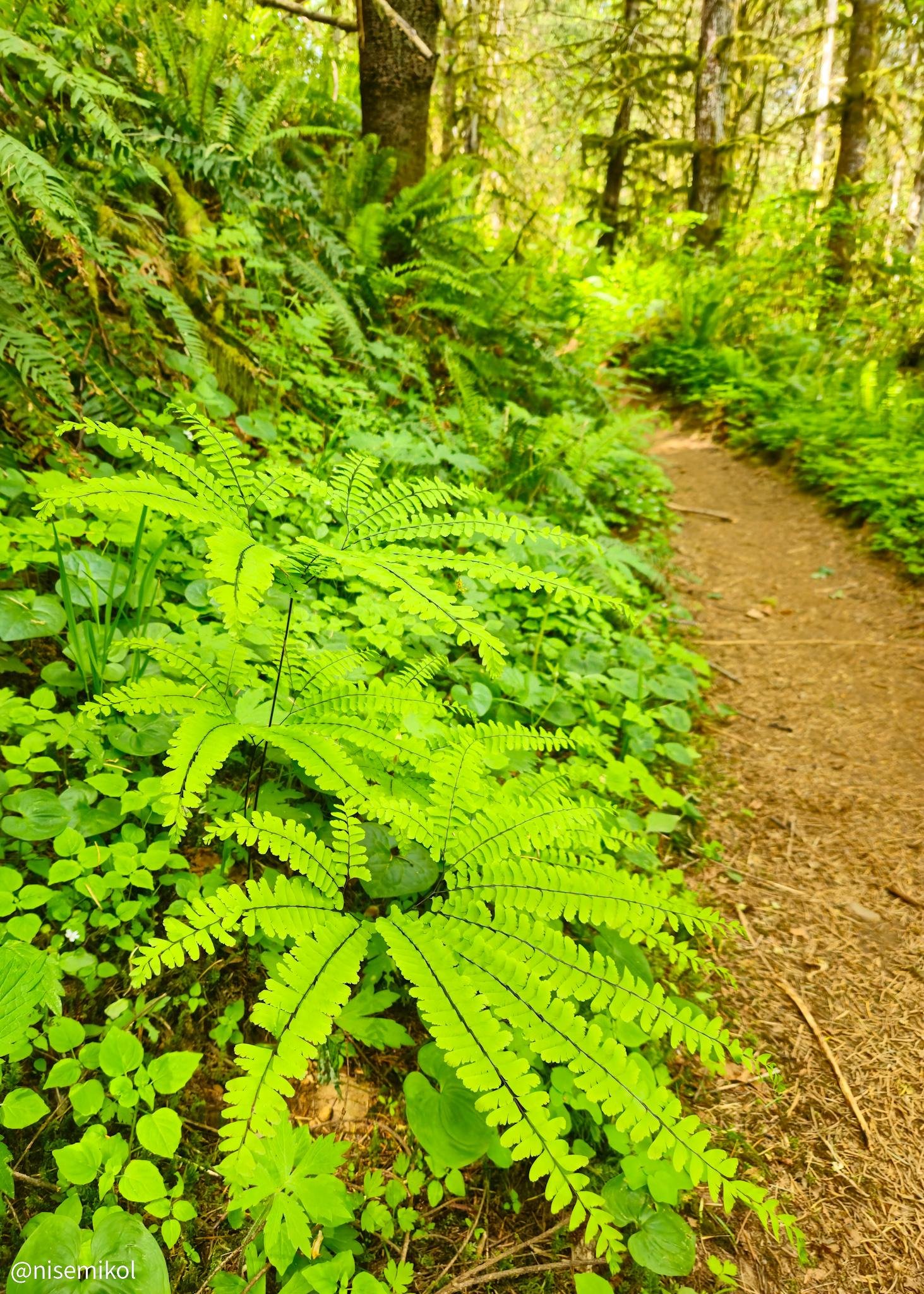 Lush green ferns and various small plants grow densely along a dirt trail in a forest. Tall trees provide a canopy, with sunlight filtering through. The path curves to the right and is lined with vibrant foliage.