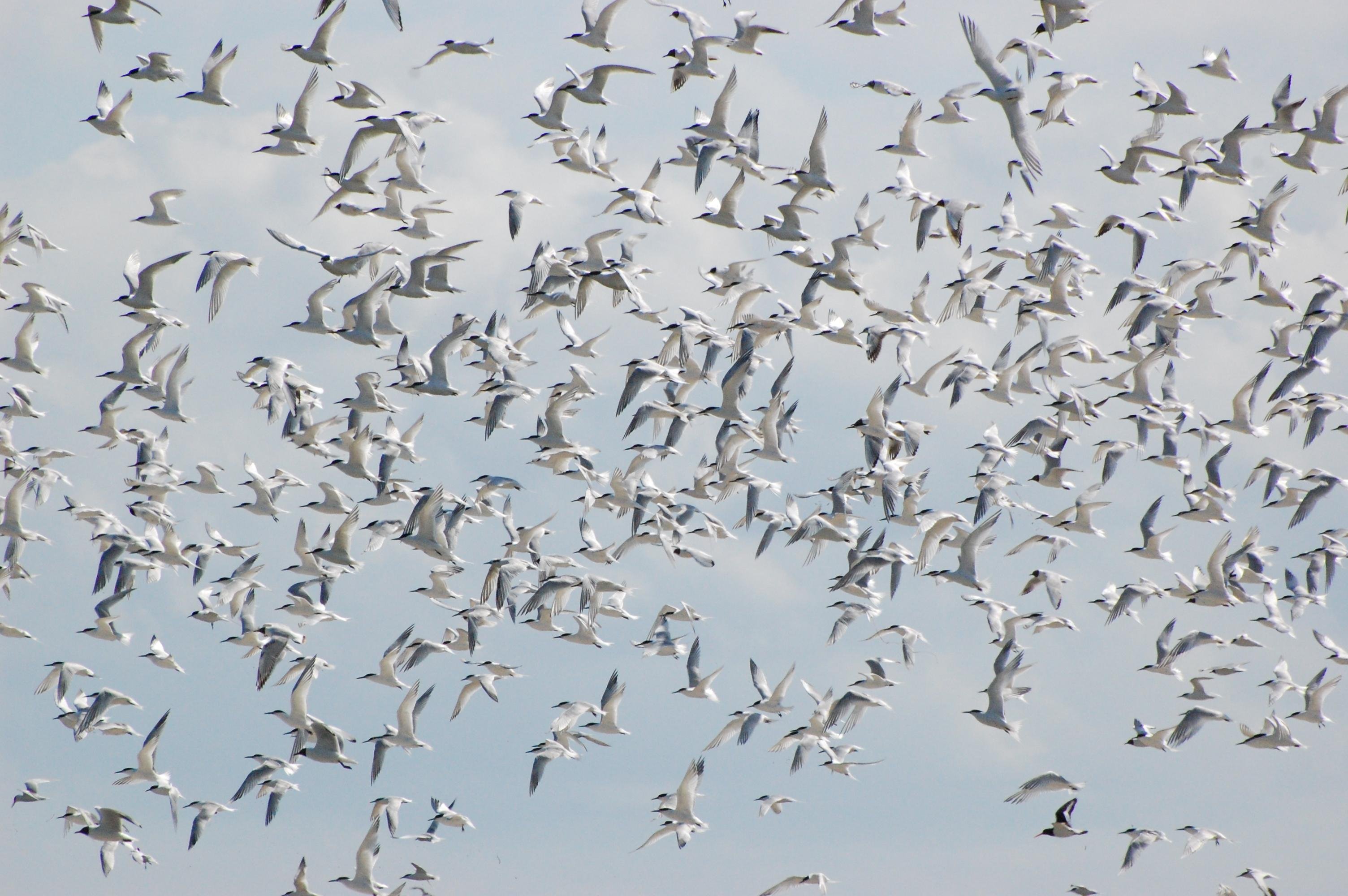 The image shows a flow of arctic terns with the occasional black-headed gull in front of a light grey sky.