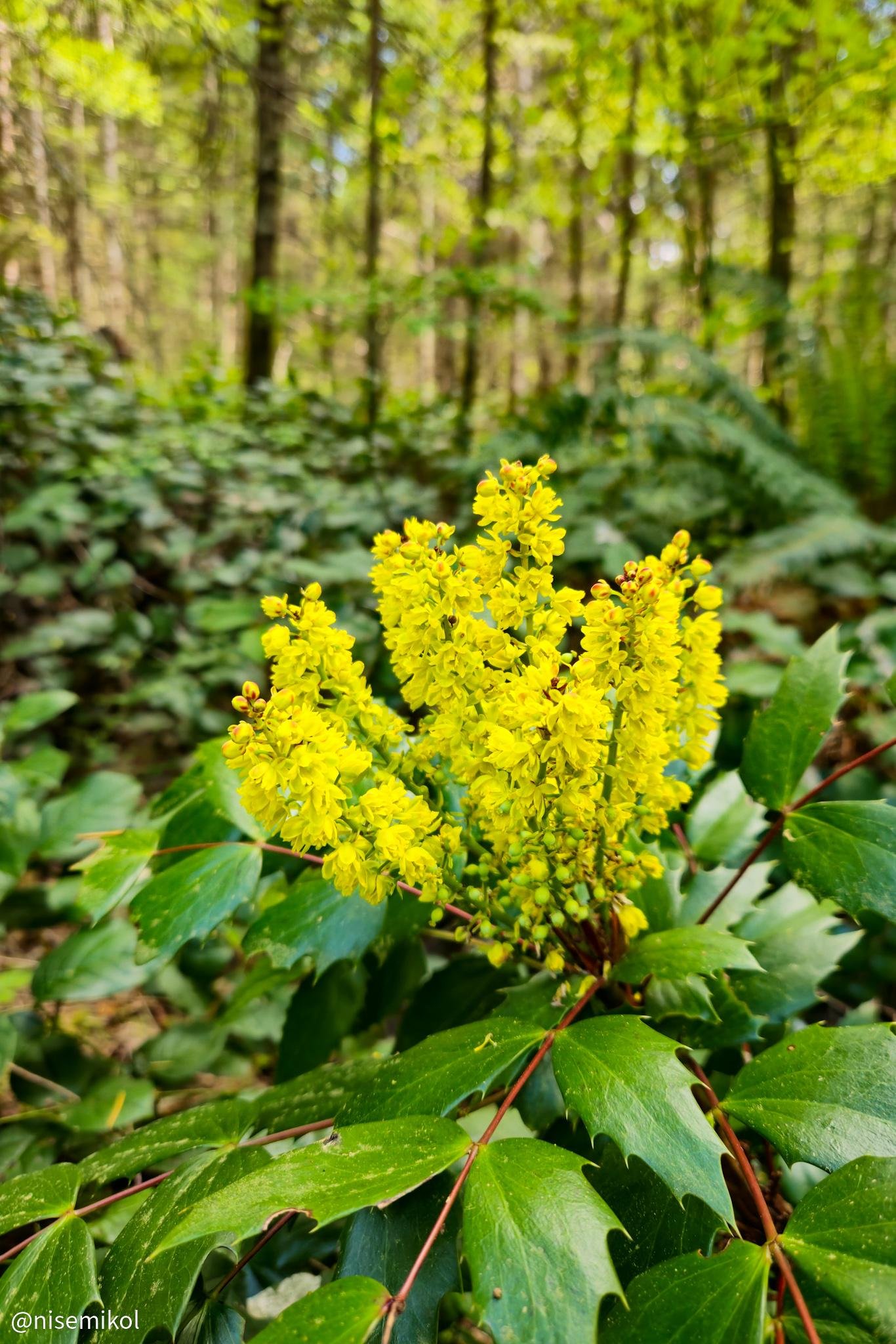 Yellow flowers clustered together, surrounded by glossy green leaves in the foreground. Background features a lush, dense forest with tall trees and a mix of green foliage. 