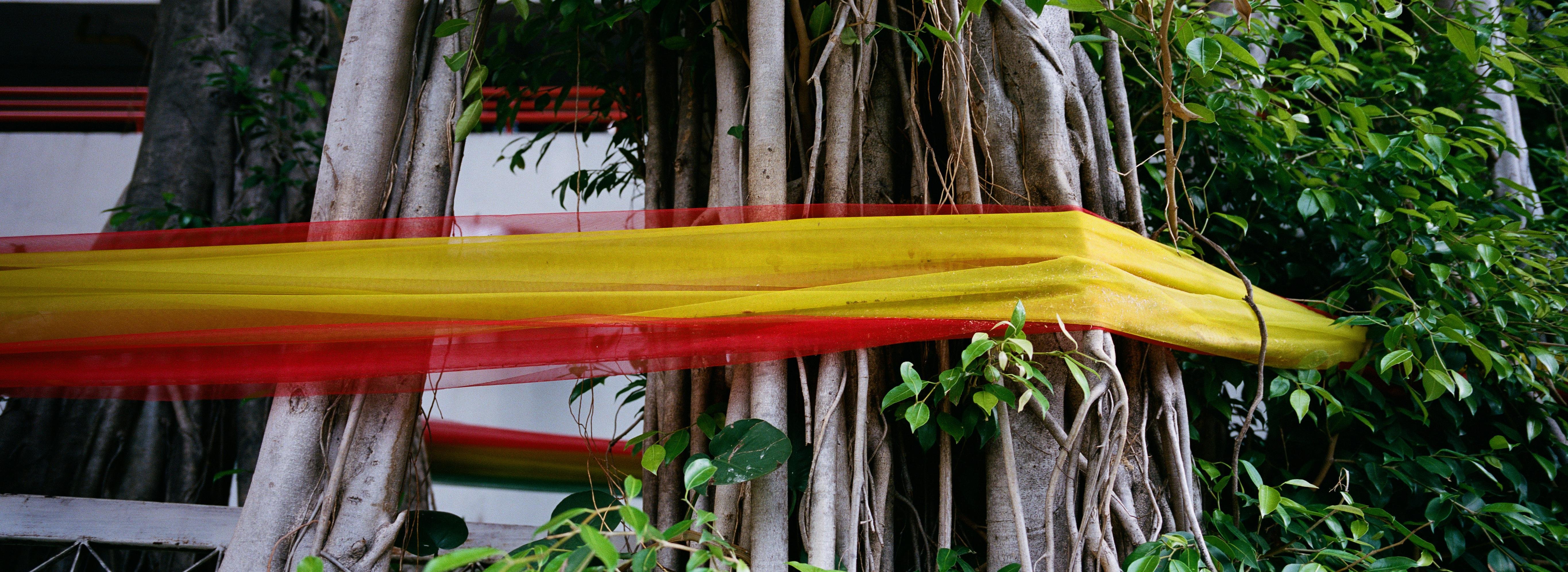 Panoramic photo of a large sacred tree trunk wrapped with bright red and yellow fabric bands. Green leaves and vines are present around the trunk, with adjacent branches visible.