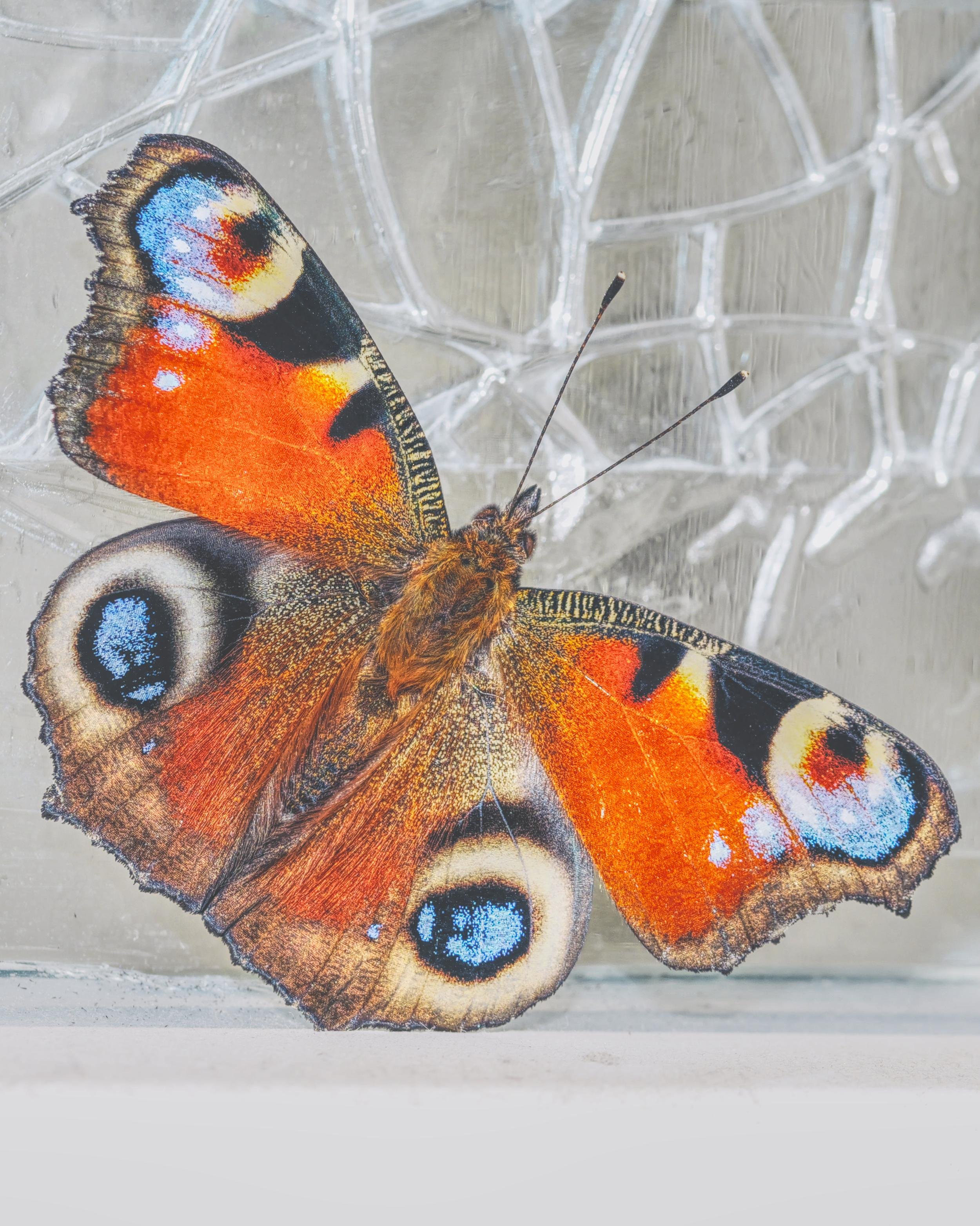 Close-up of a butterfly with wings spread, showing orange and brown wings edged in black with blue-and-cream eye spots, resting on a translucent cracked surface.