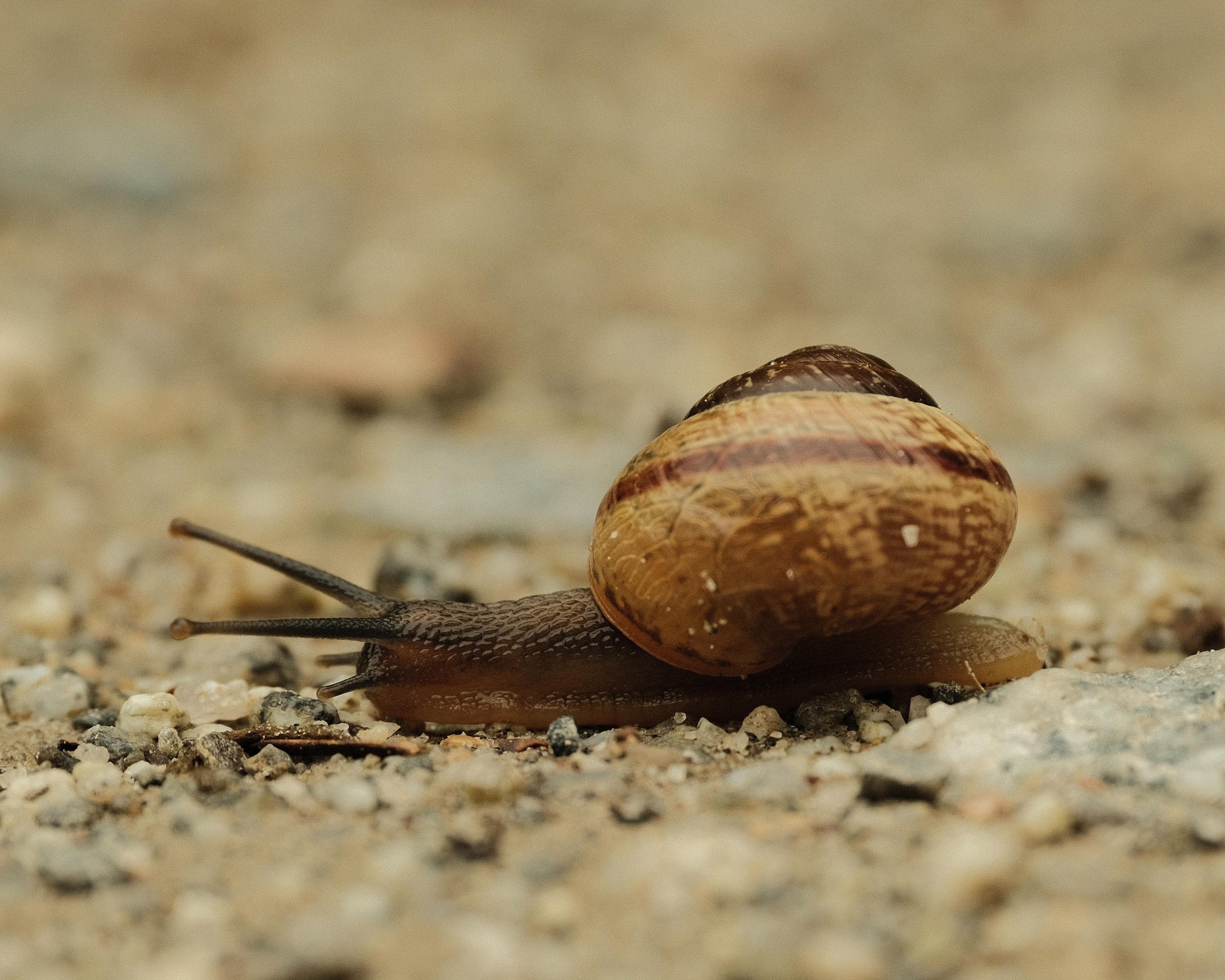 Close-up of a brown snail with a banded spiral shell crawling across a gravel surface.