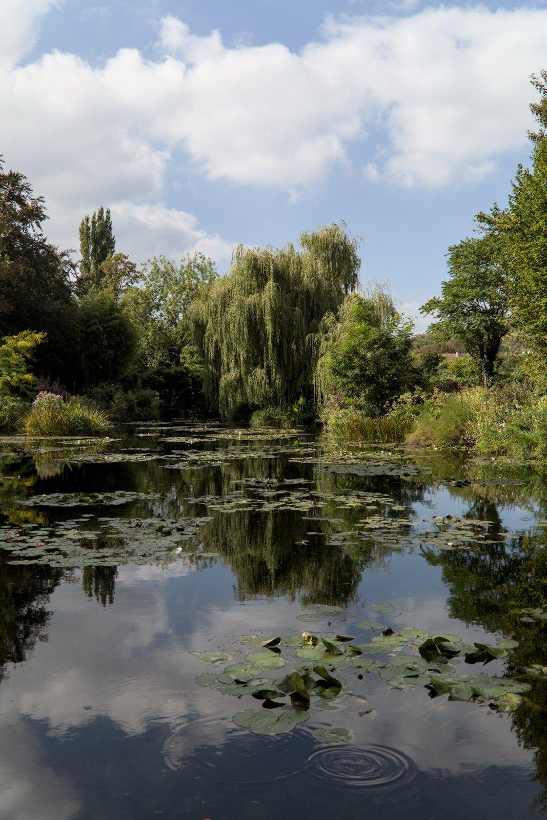 Photo verticale. Un lac très calme à l’exception de petit ronds au premier plan, avec des nénuphars un peu partout, reflétant un ciel bleu avec des nuages blanc. Au fond, l’autre rive avec des arbres divers, dont un saule pleureur
