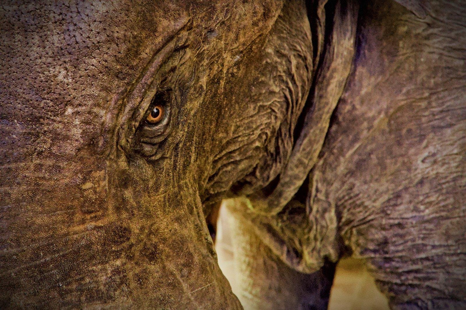 Gros plan sur l’œil menaçant d’un éléphant