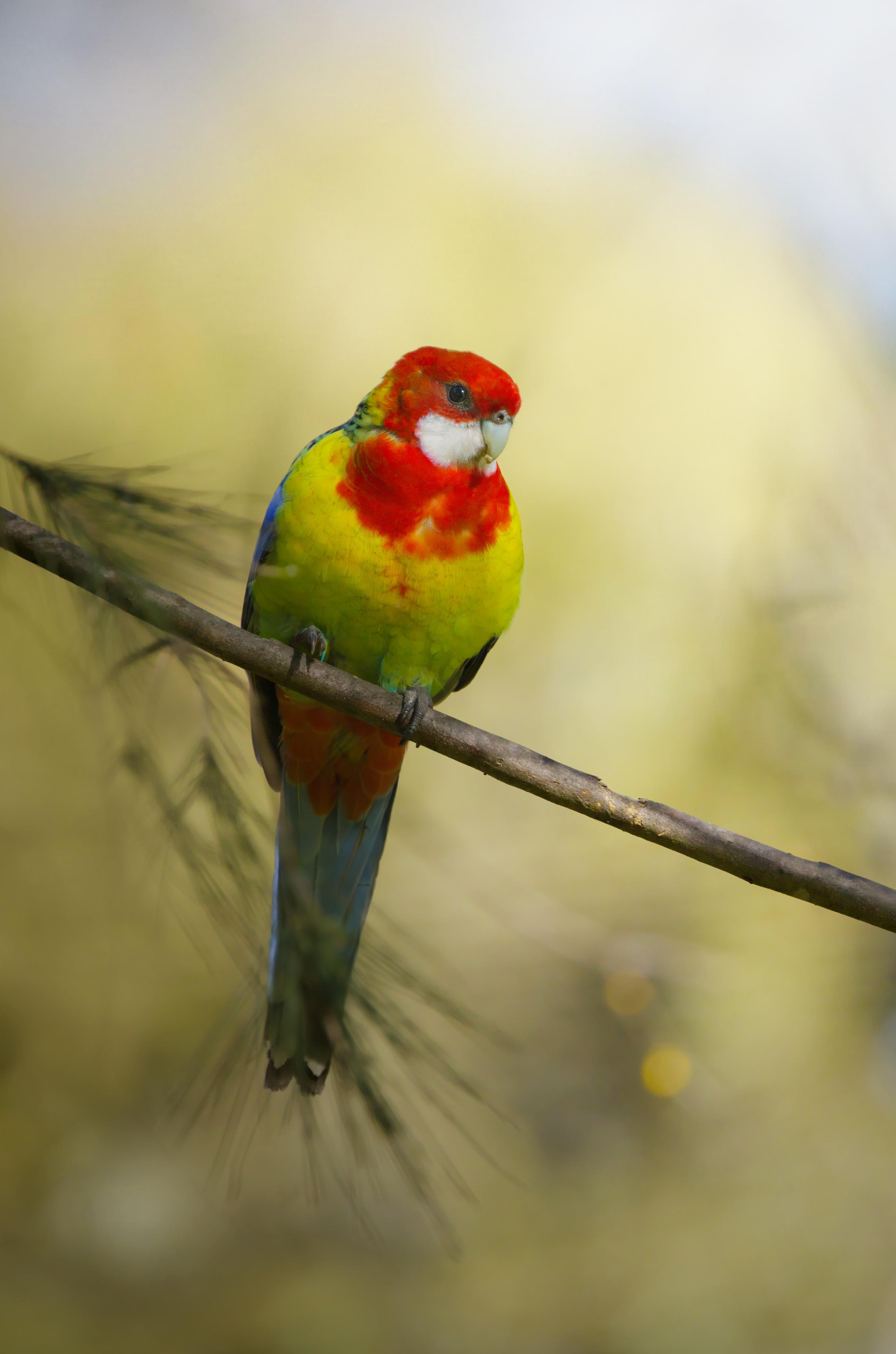 An Eastern Rosella perched on a diagonal branch, against a softly blurred green background.