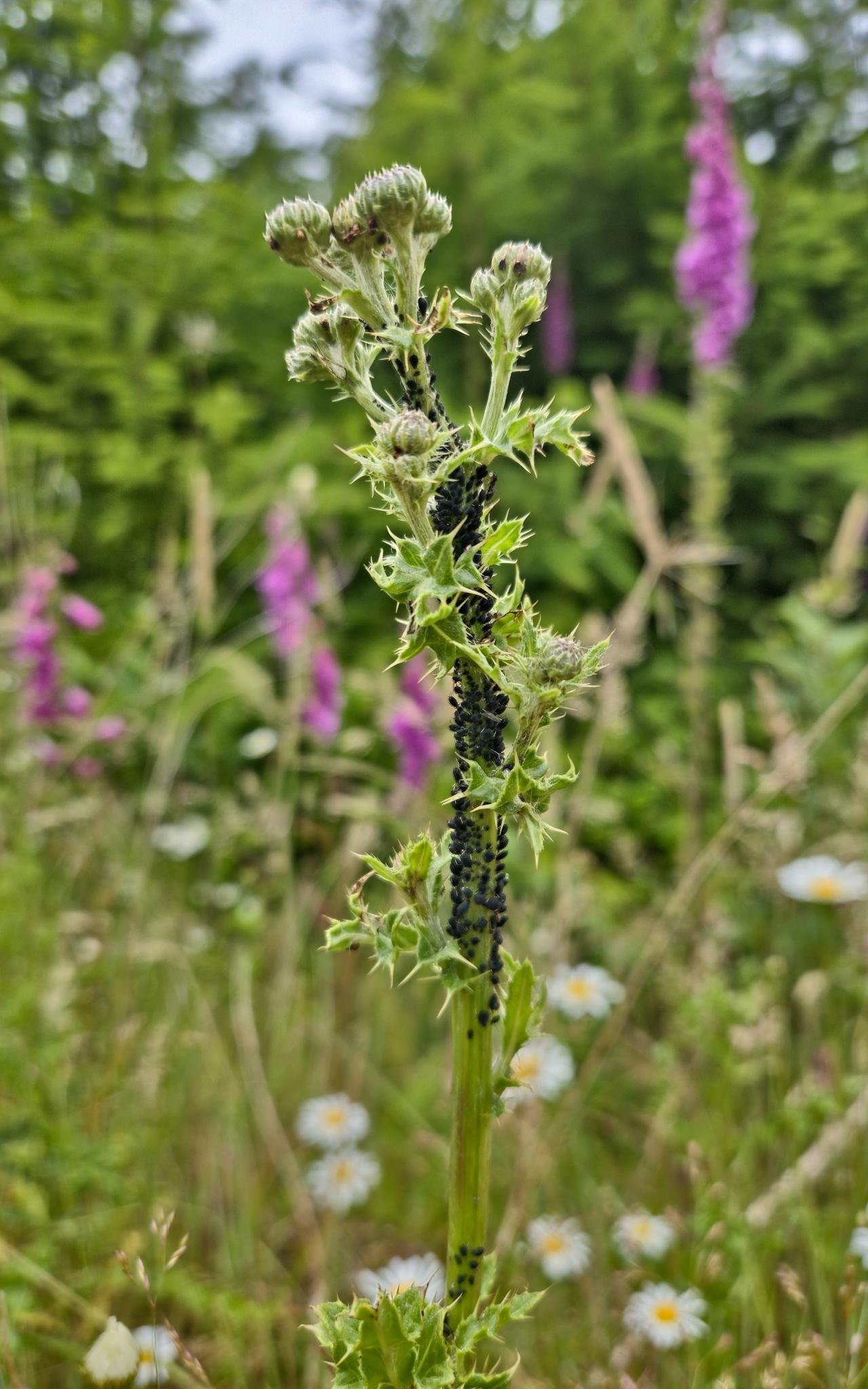 Close-up of a thistle stem with spiky green buds covered in clusters of black aphids, set against a blurred meadow with purple foxgloves and small white daisies.